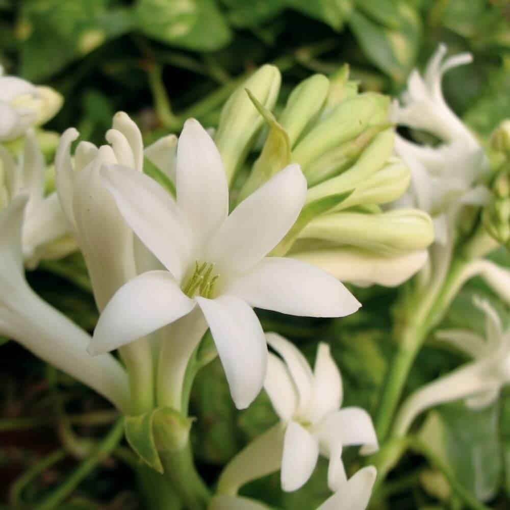 White tuberose flower cluster