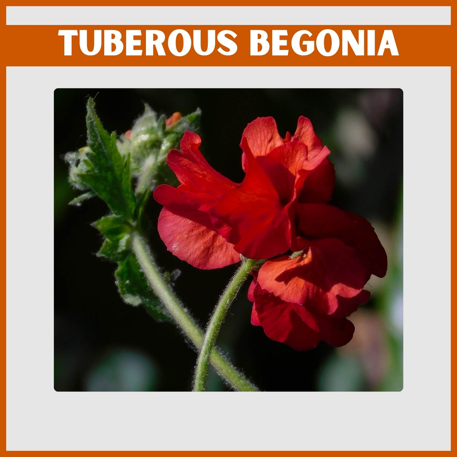 Close-up of a Huge orange Tuberous Begonia 