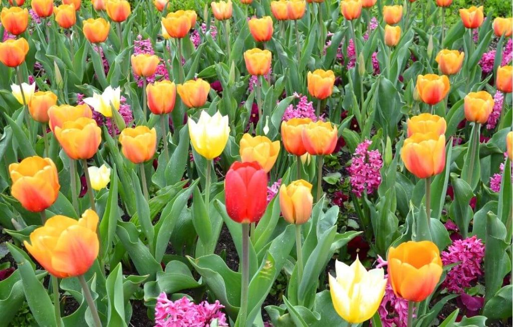 Bright multi-colored tulip s