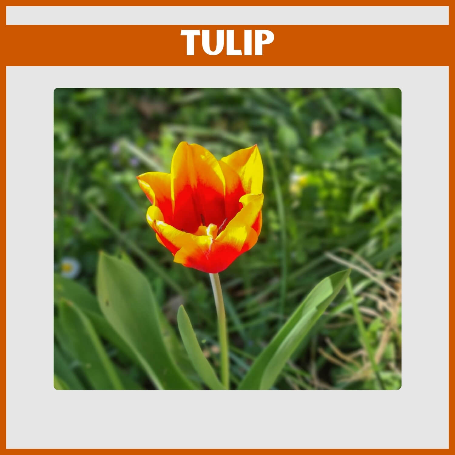 Classic orange Tulip bulb in spring 