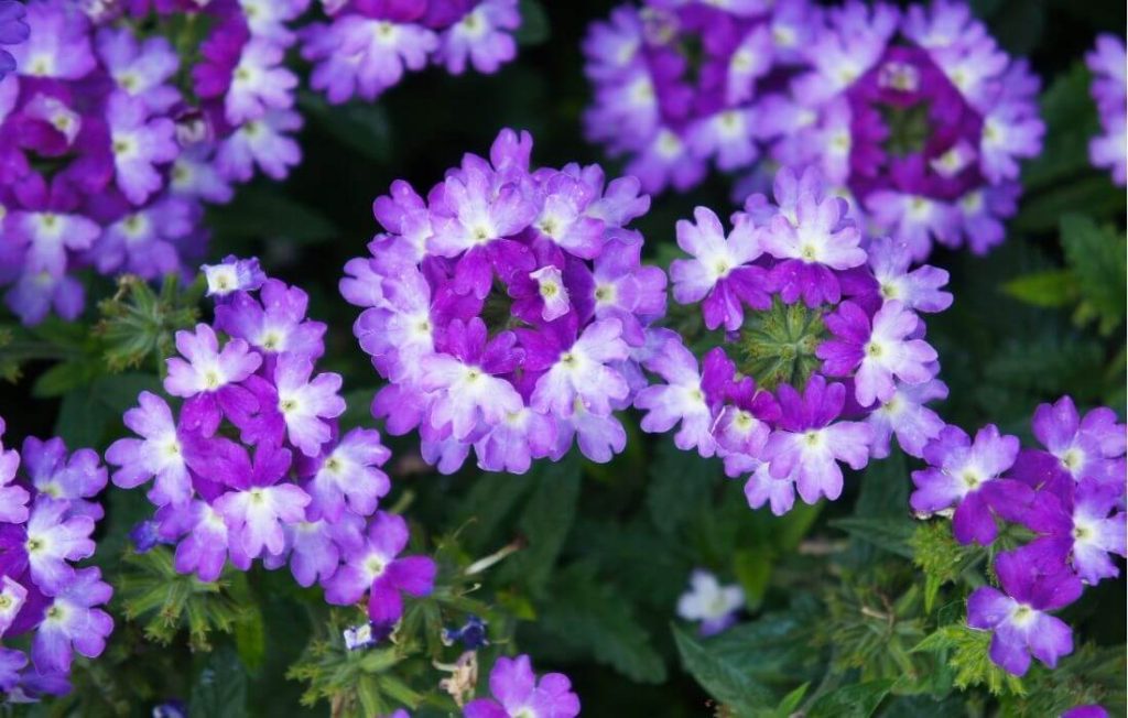 Cluster of colorful verbena flowers