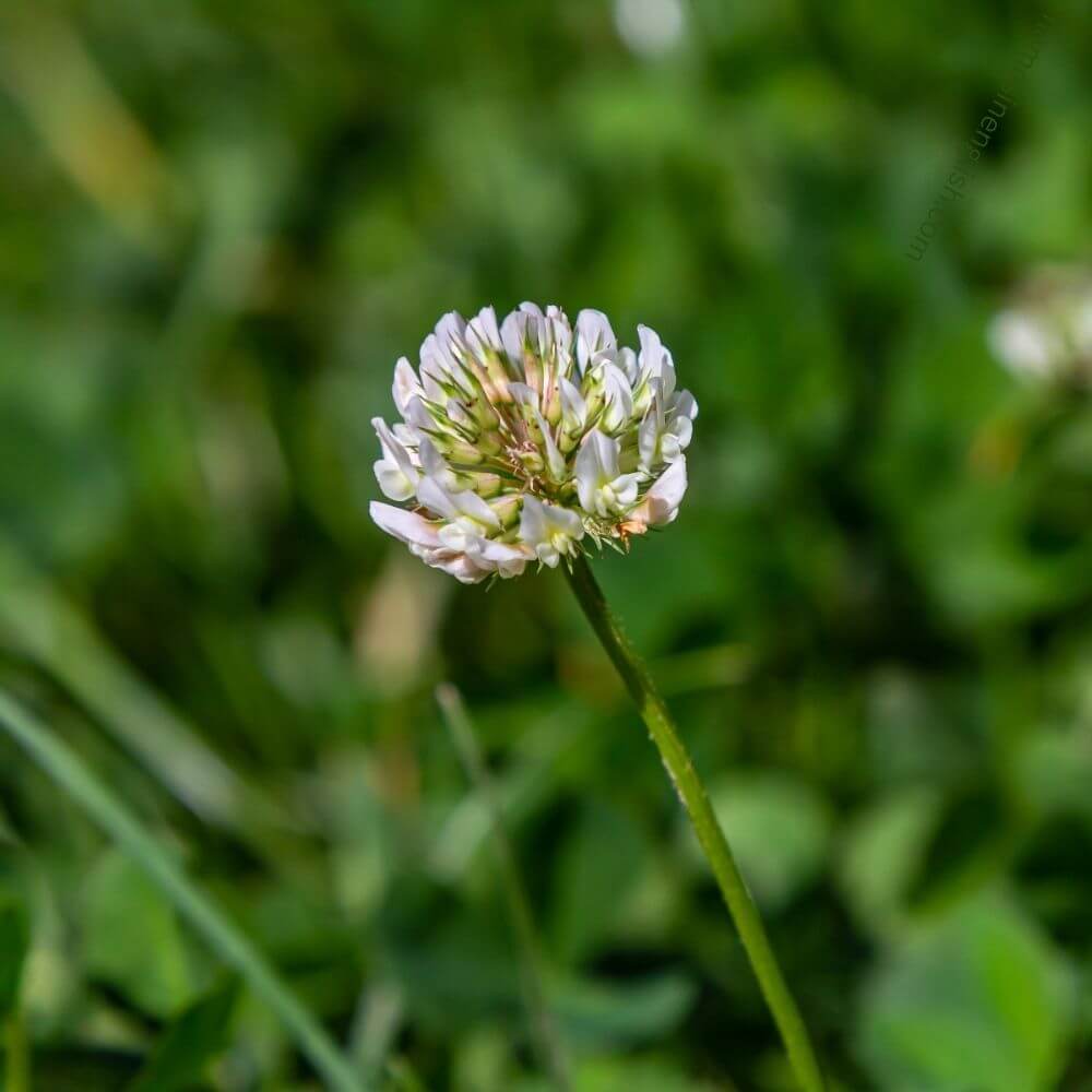 Close-up of a White Clover Flower