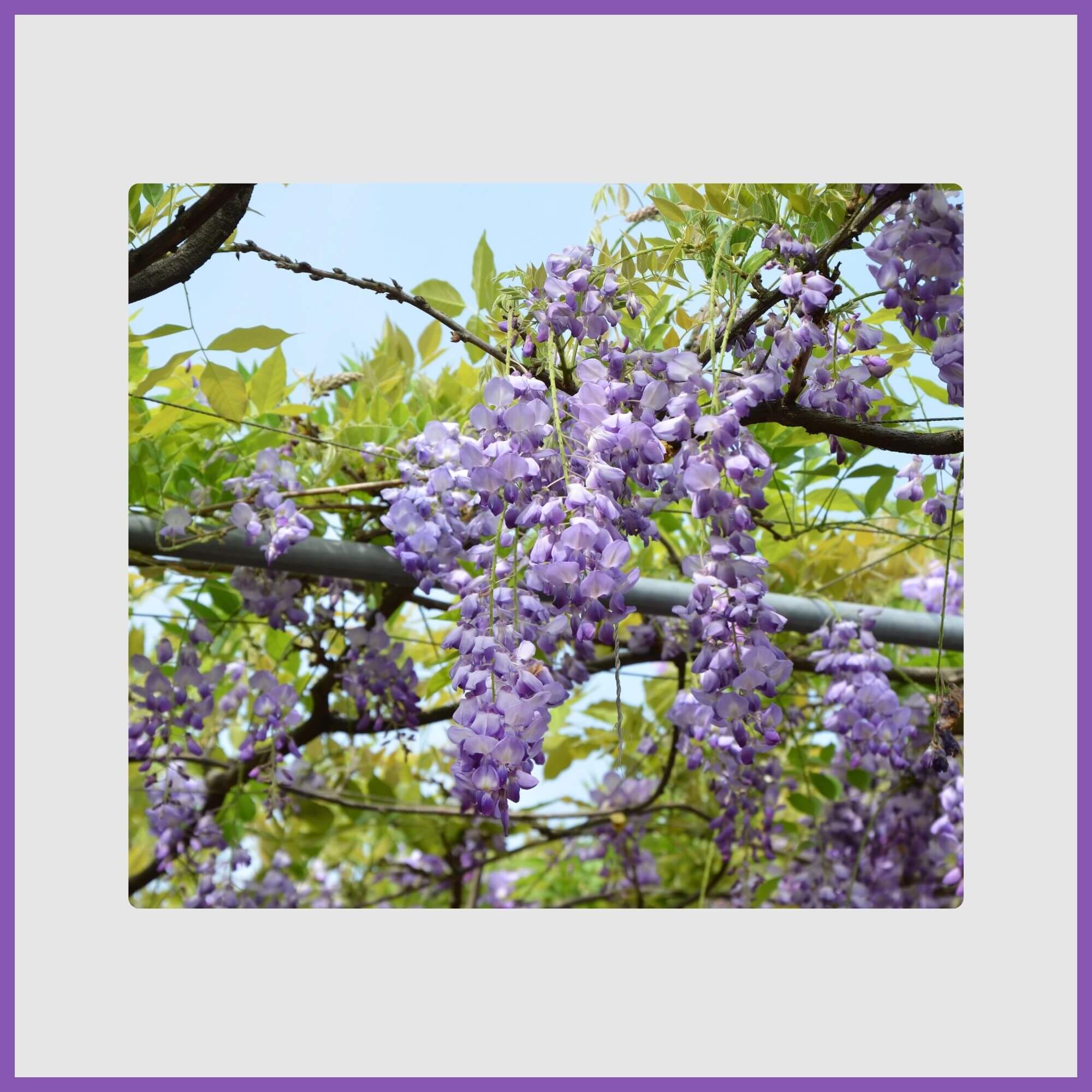 Cascading wisteria tree blooms