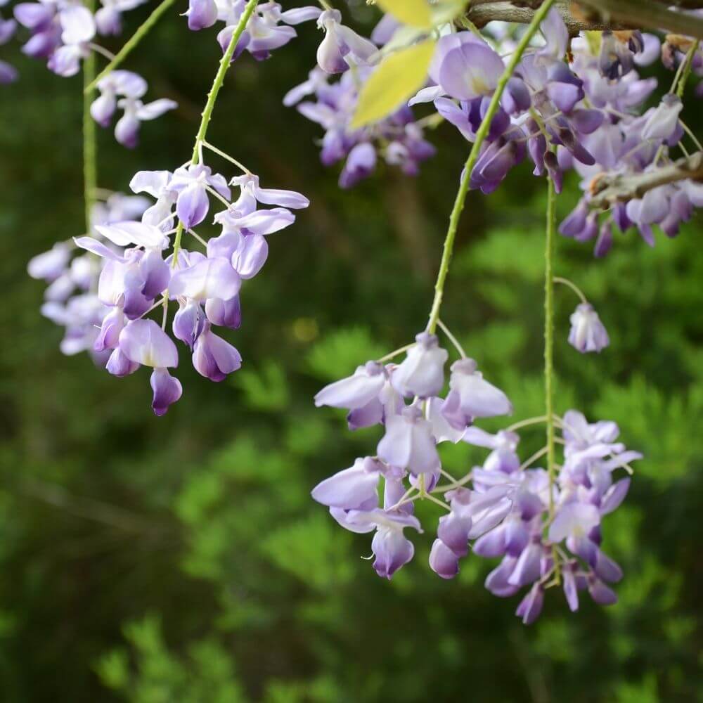 Wisteria hanging purple flower clusters