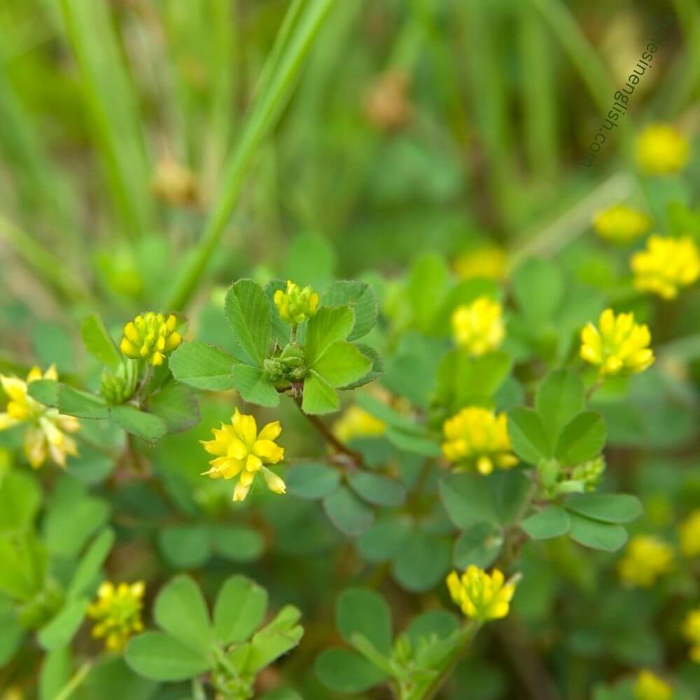 Cluster of Yellow Clover Flowers