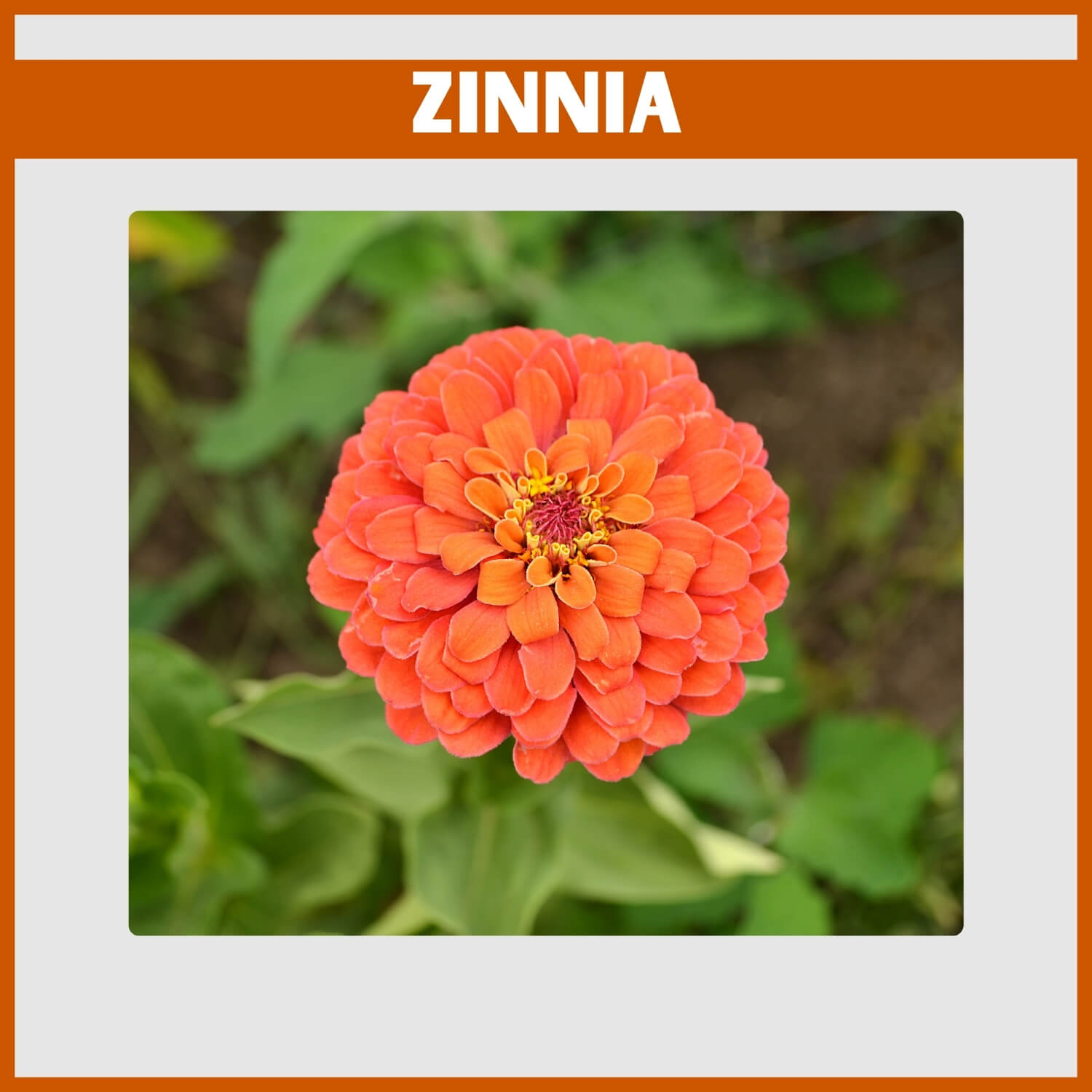 Vibrant orange Zinnia elegans 