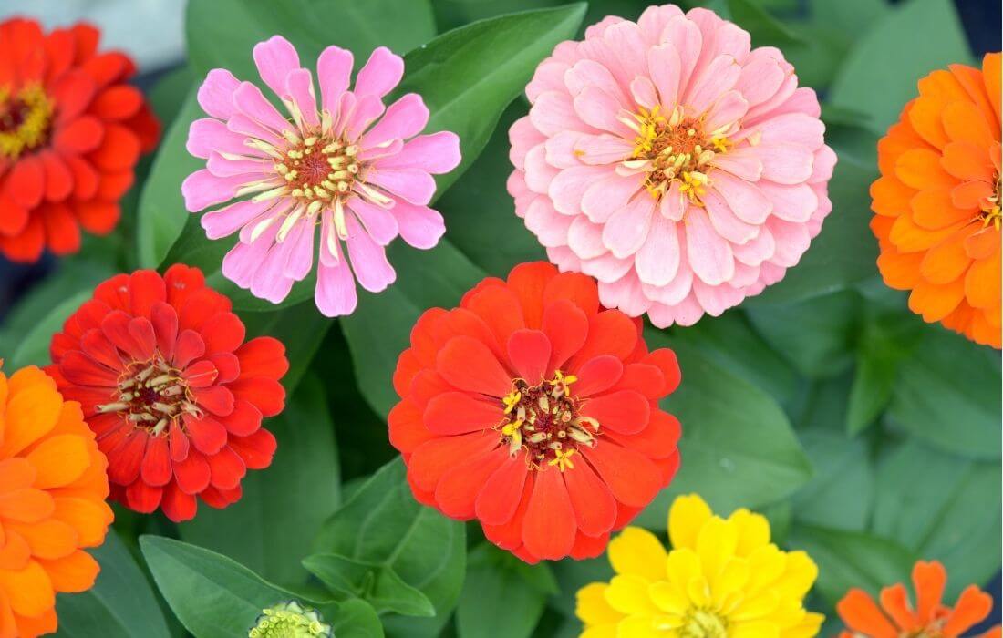 Vibrant colorful zinnia flowers