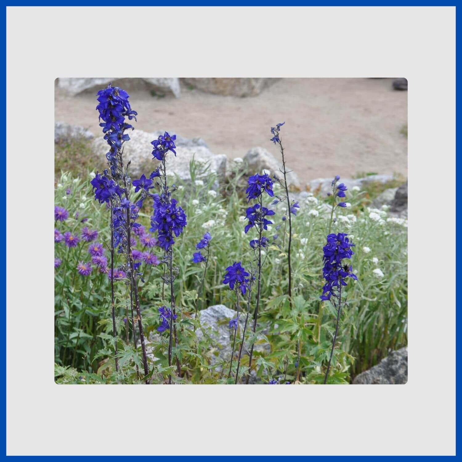 The distinctive hooded blue flowers of the monkshood plant