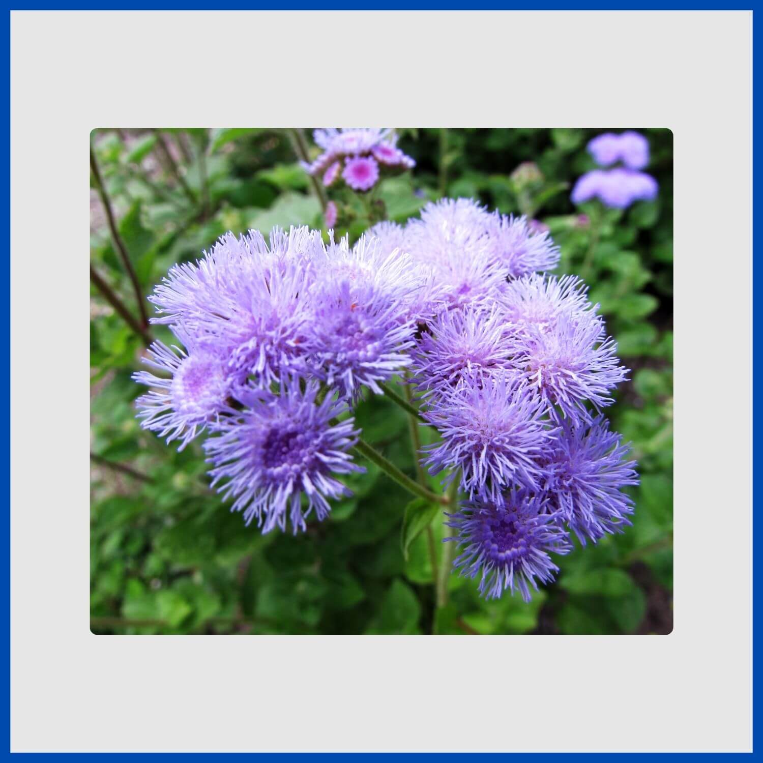Fluffy, powder-puff clusters of blue ageratum flowers