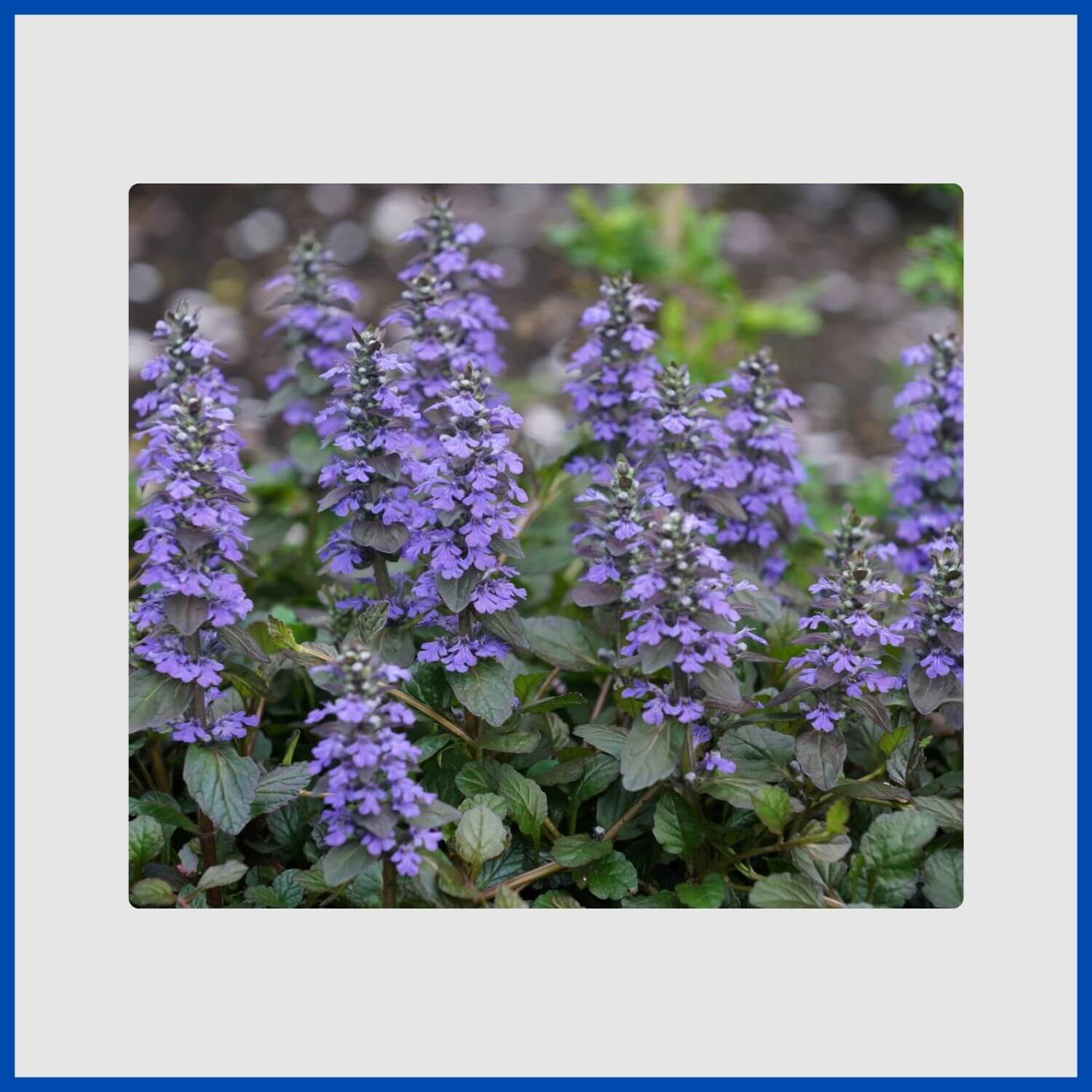 Spikes of blue flowers rising from a mat of ajuga groundcover
