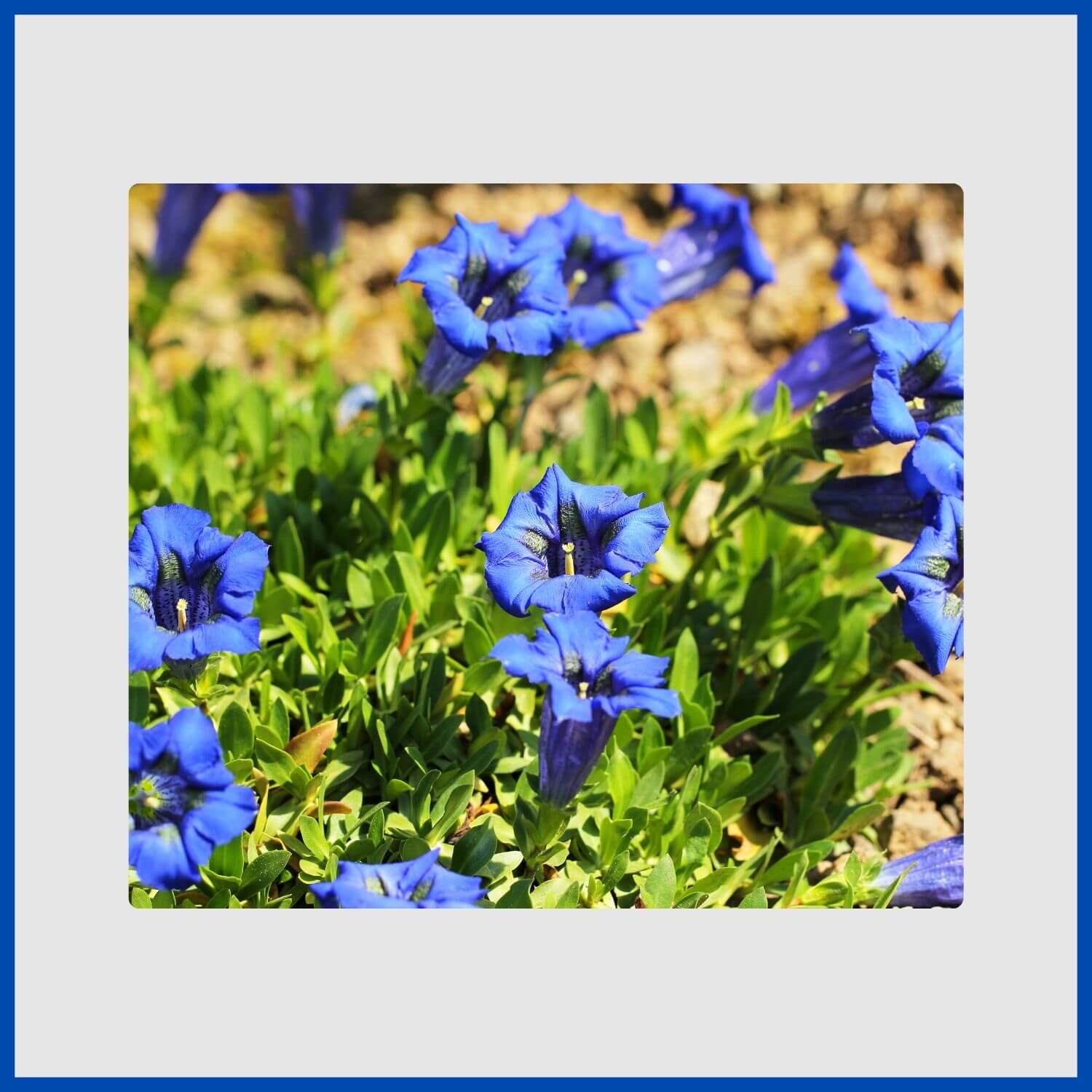 deep blue, trumpet-shaped gentian flowers, symbol of alpine beauty