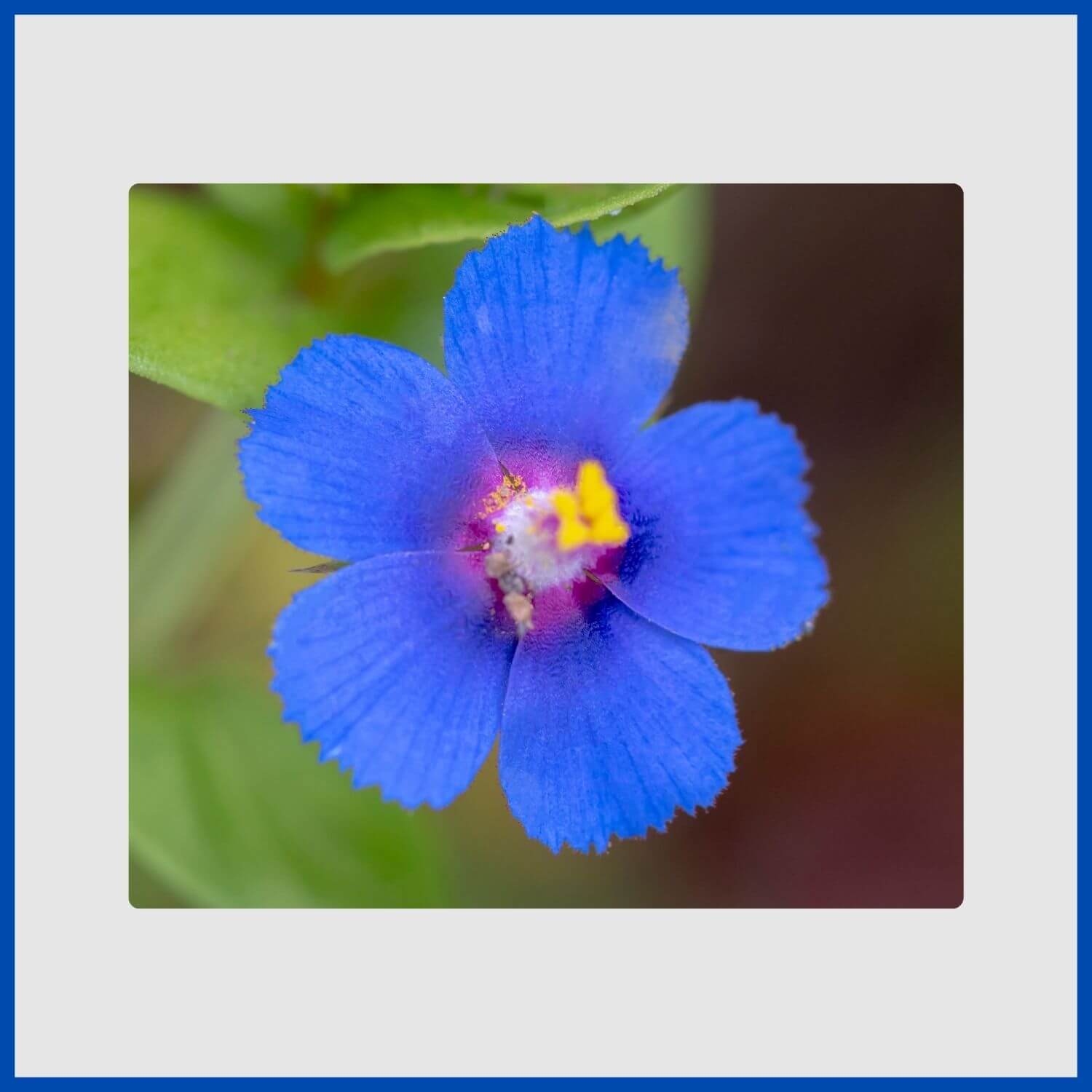 A low-growing blue pimpernel flower with intense, cup-shaped blooms