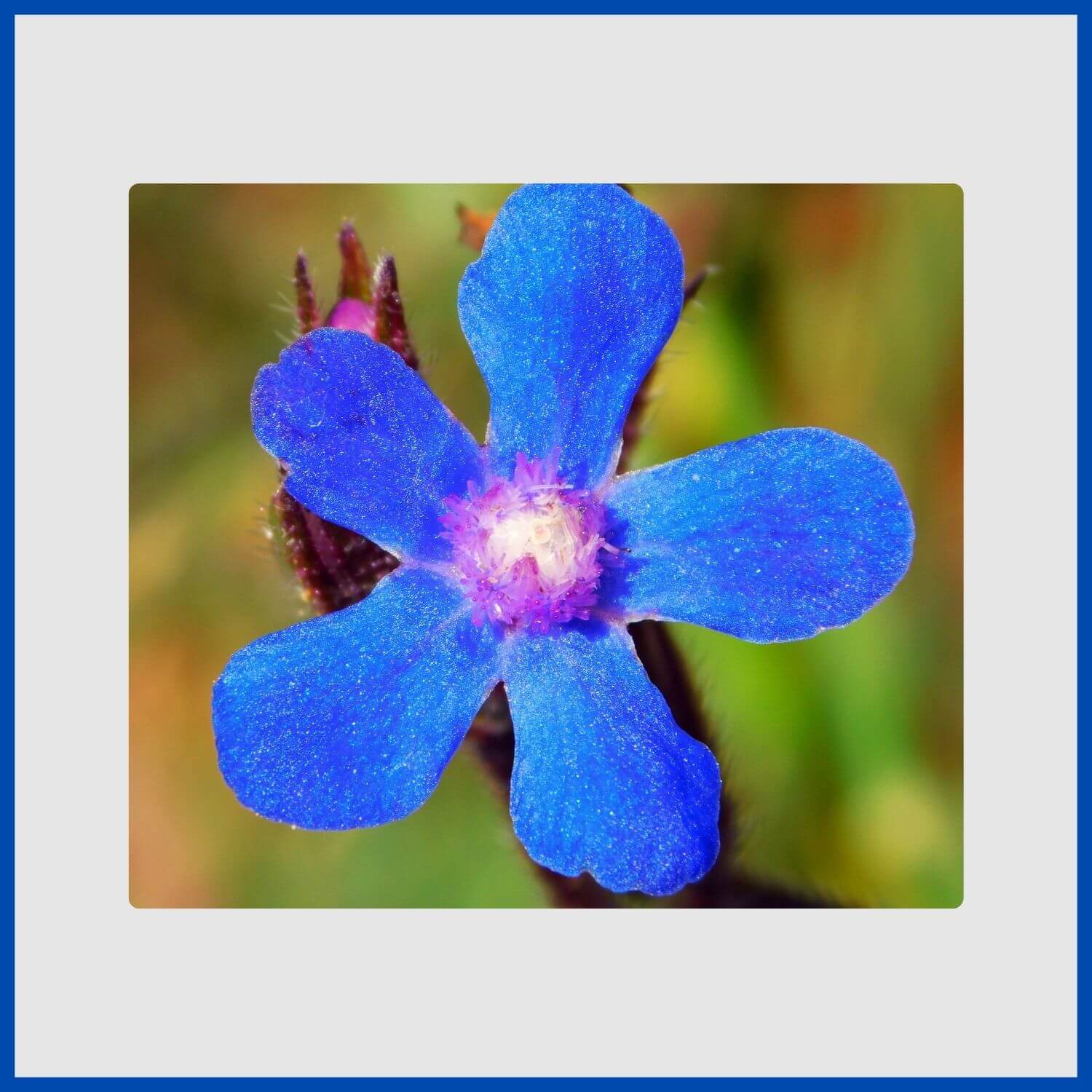 Close-up of Intense gentian-blue flower of the anchusa, or bugloss, plant
