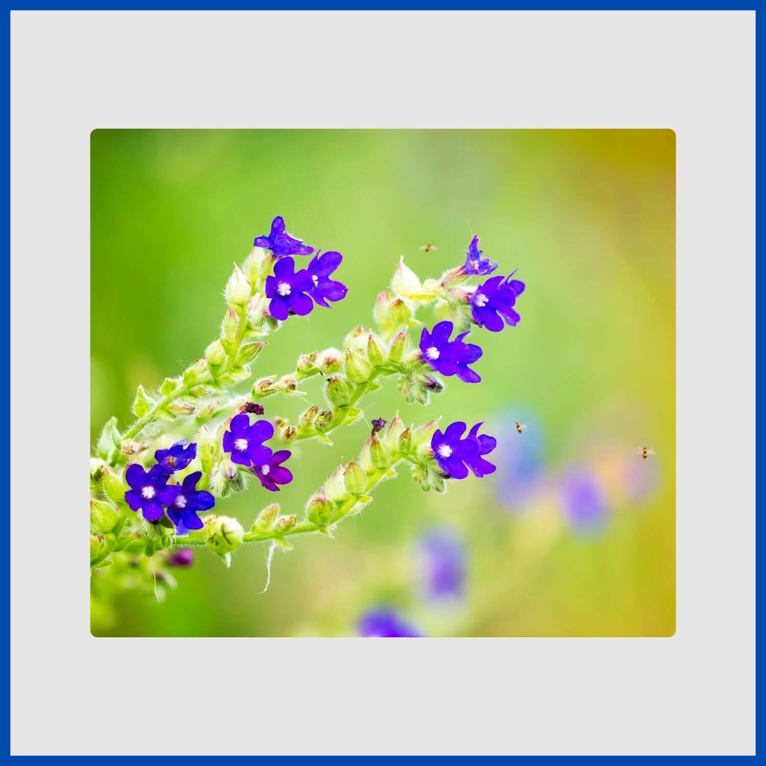 Vibrant blue anchusa flowers with a white eye
