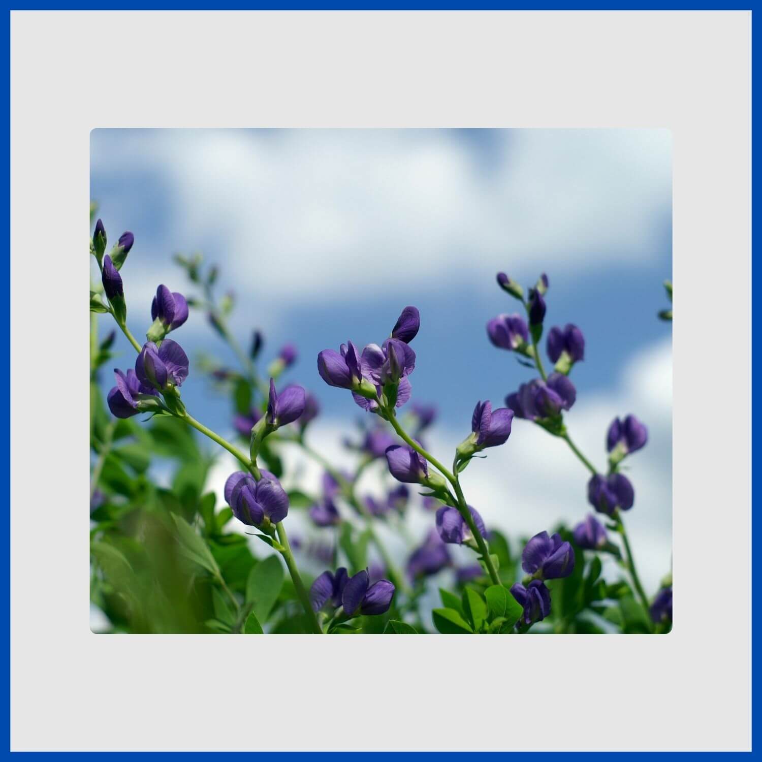 Spikes of pea-like blue flowers on a baptisia, or false indigo, plant