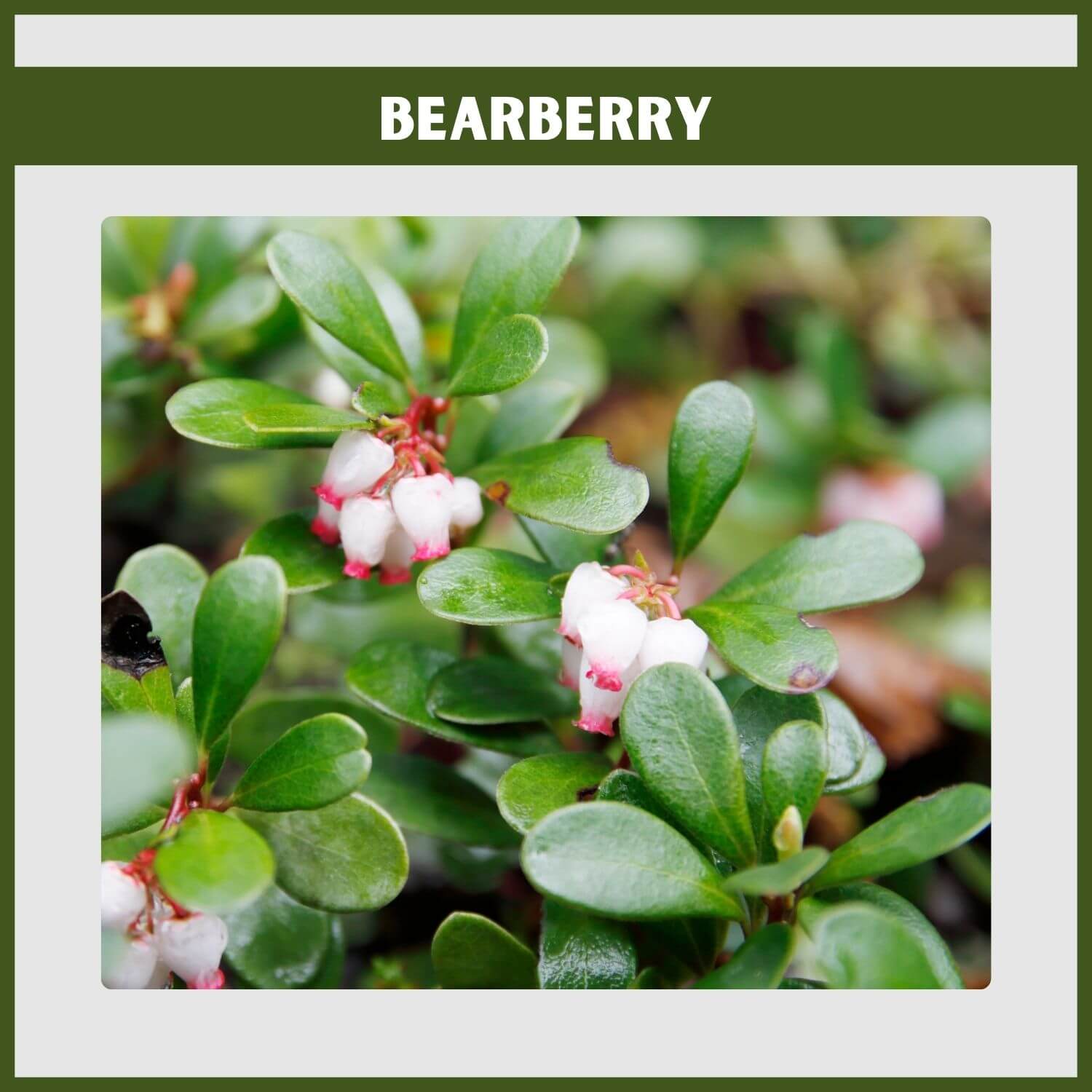 A prostrate Bearberry shrub, a tough evergreen groundcover, with small pink flowers