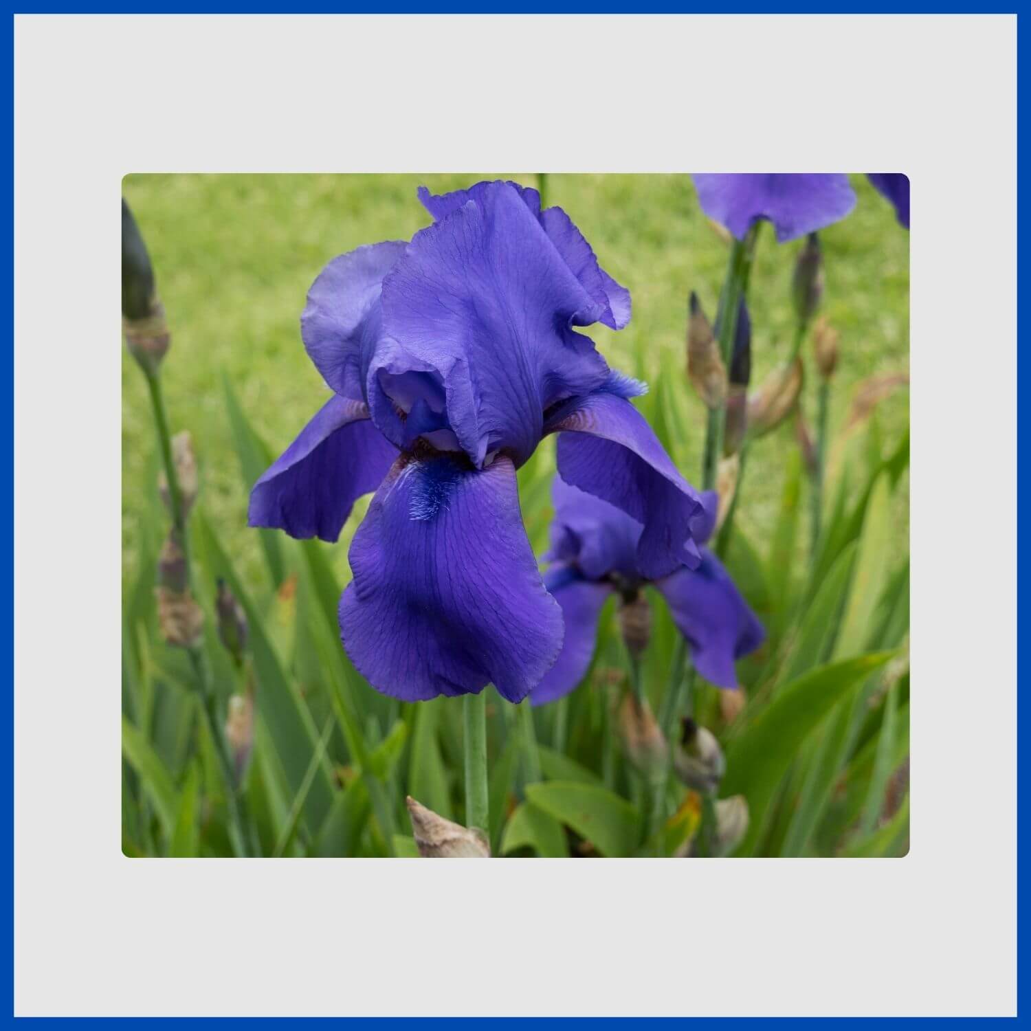 A close-up of a ruffled blue iris flower showcasing its intricate petals
