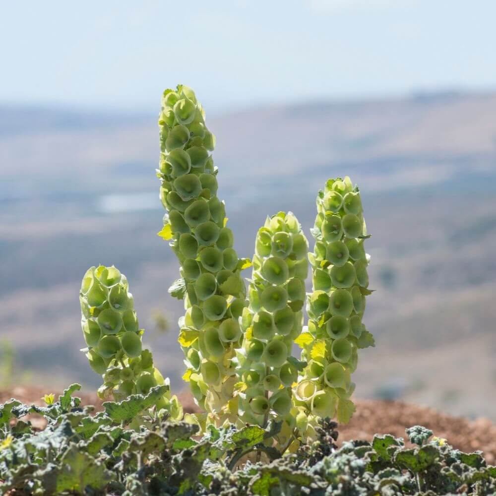 Tall Bells of Ireland
