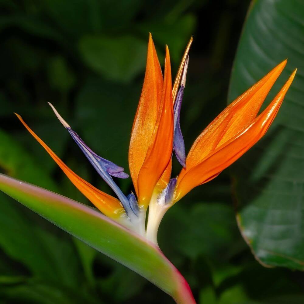 Tropical bird of paradise flower close-up