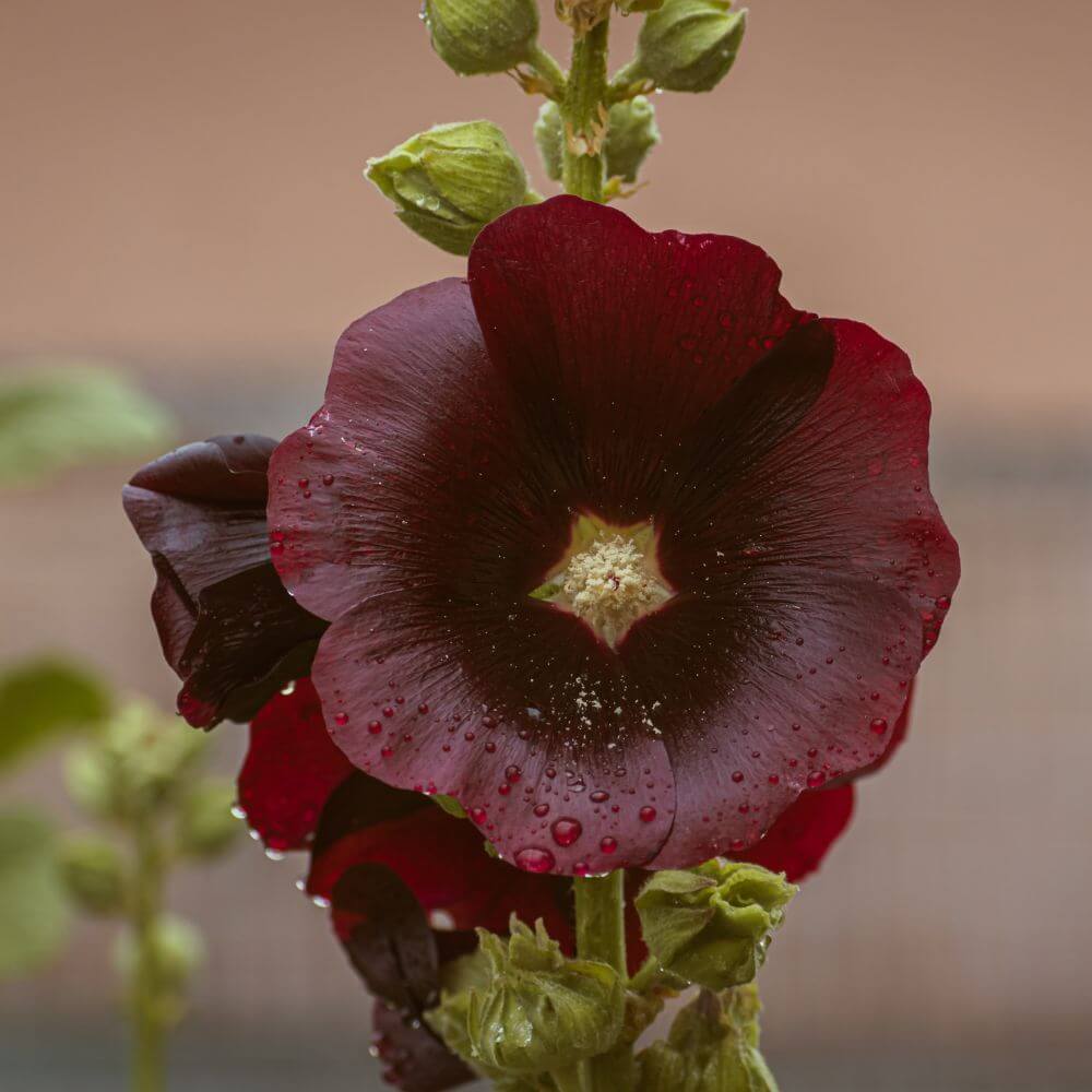 Black Hollyhock ‘Nigra’ tall spikes of near-black blossoms