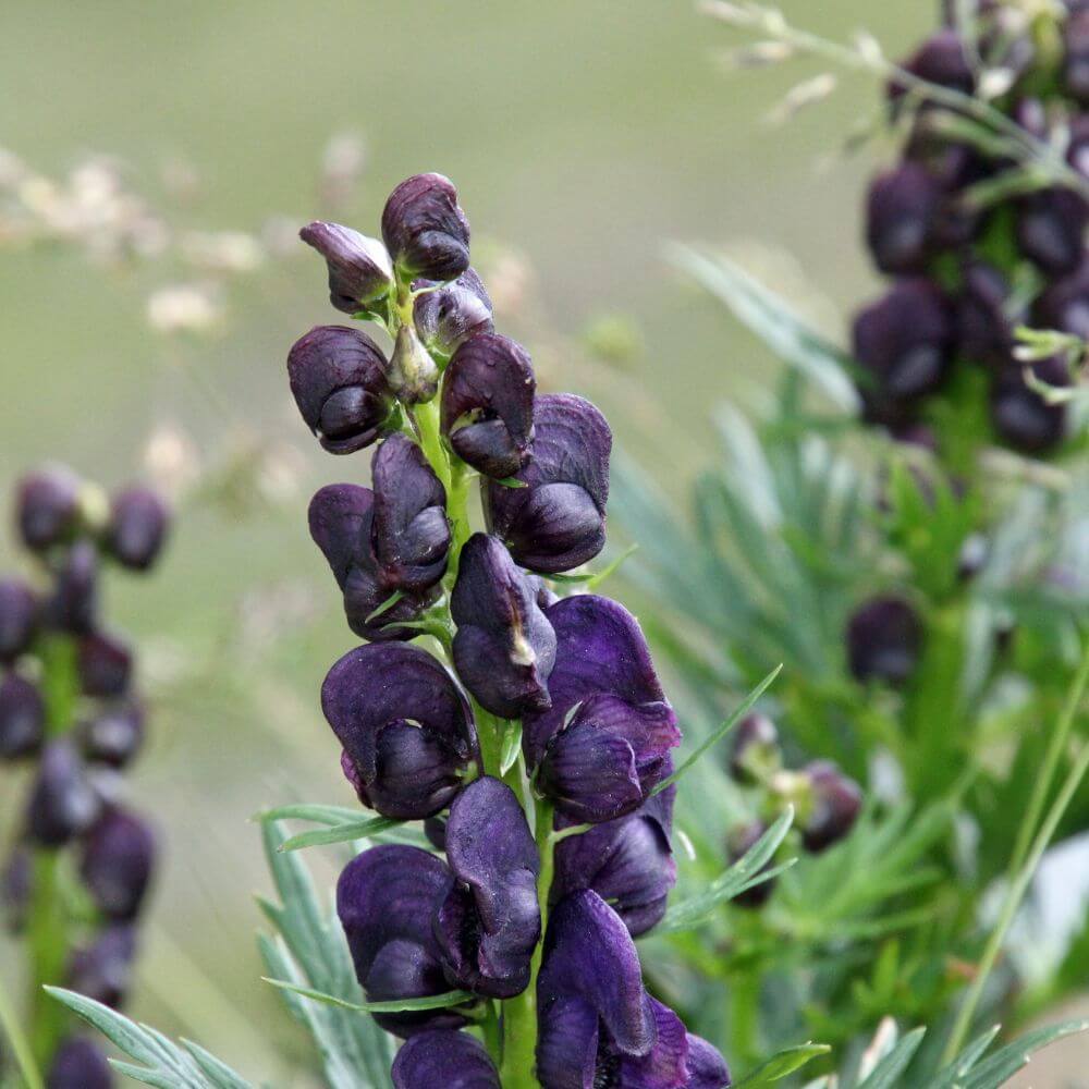 Black Monkshood deep black-purple helmet-shaped blooms
