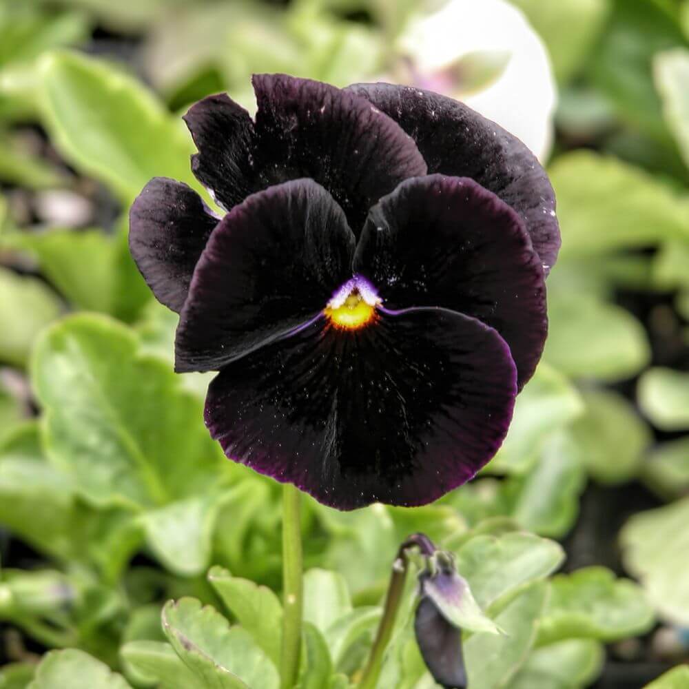 Black Pansy ‘Black Devil’ velvety ink-black flower