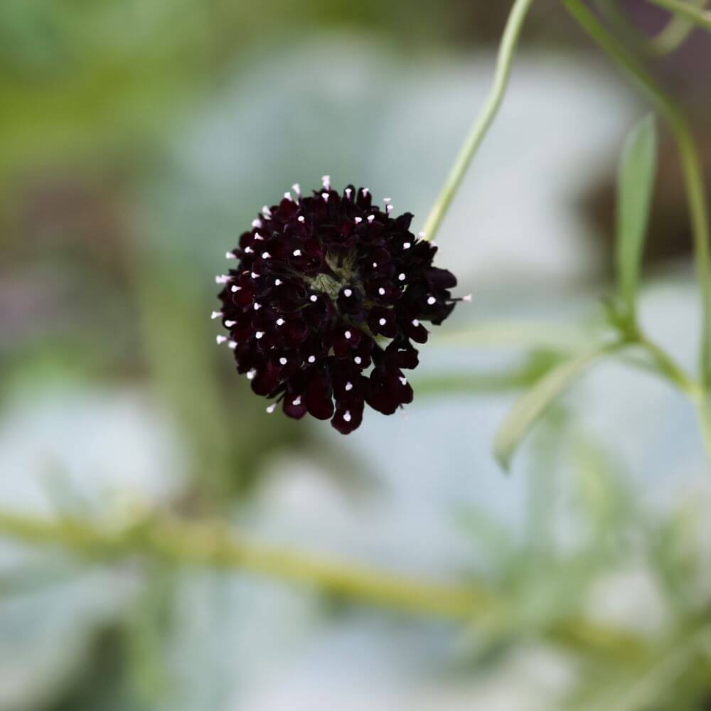 Black Scabiosa ‘Black Knight’ deep maroon pincushion blooms