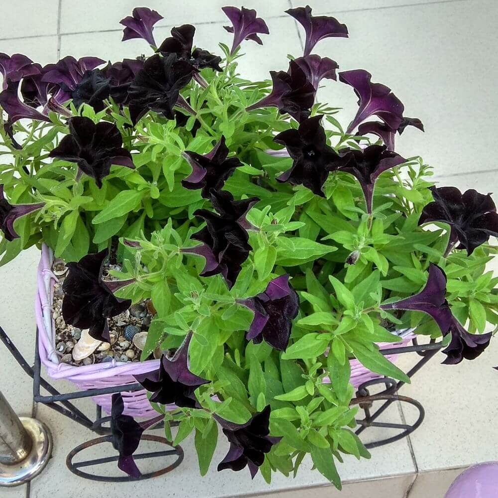 Black Velvet Petunia cluster of dark petunia black flowers