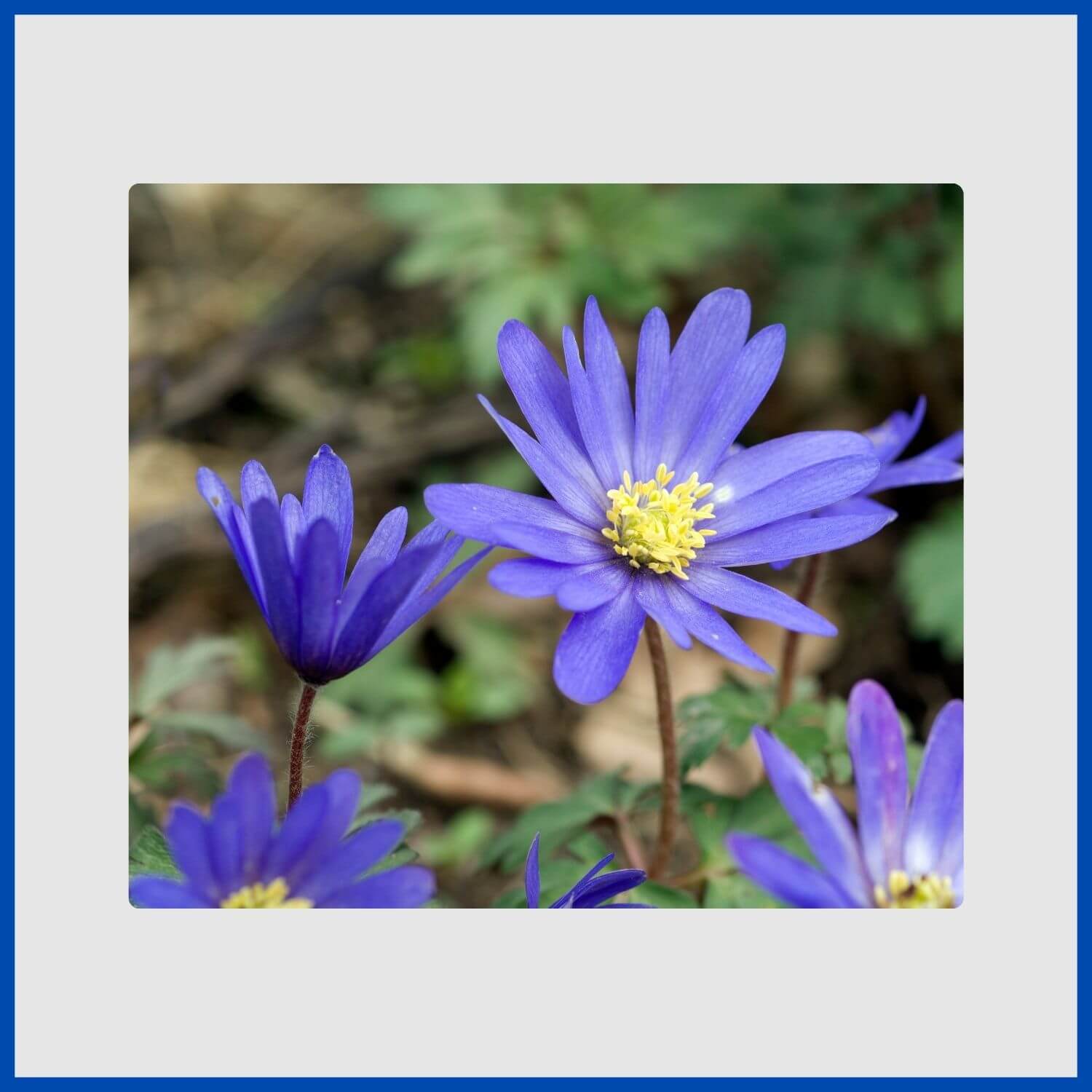 A daisy-like blue anemone flower with a yellow center, blooming in early spring