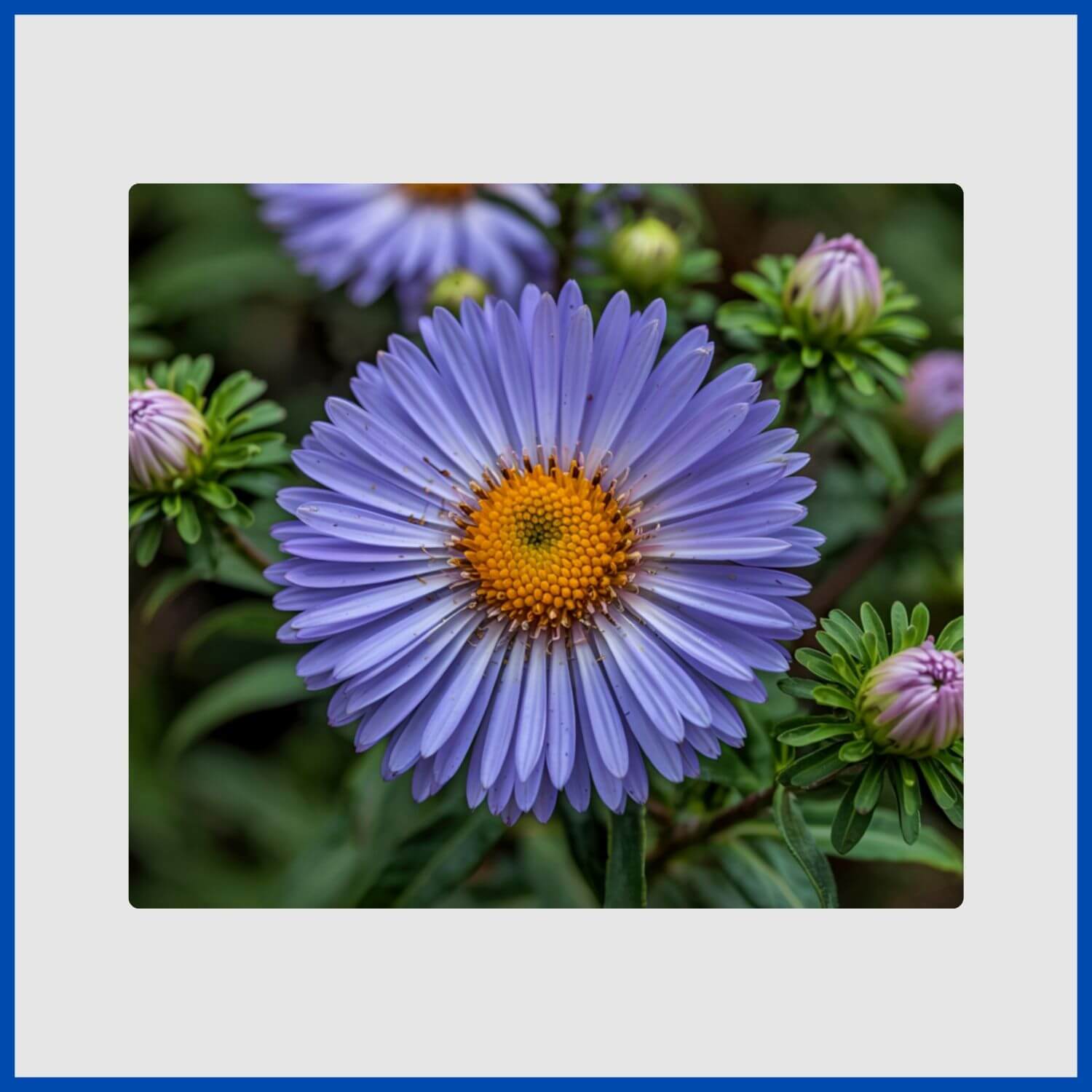A daisy-like blue aster flower with a yellow center, blooming in fall