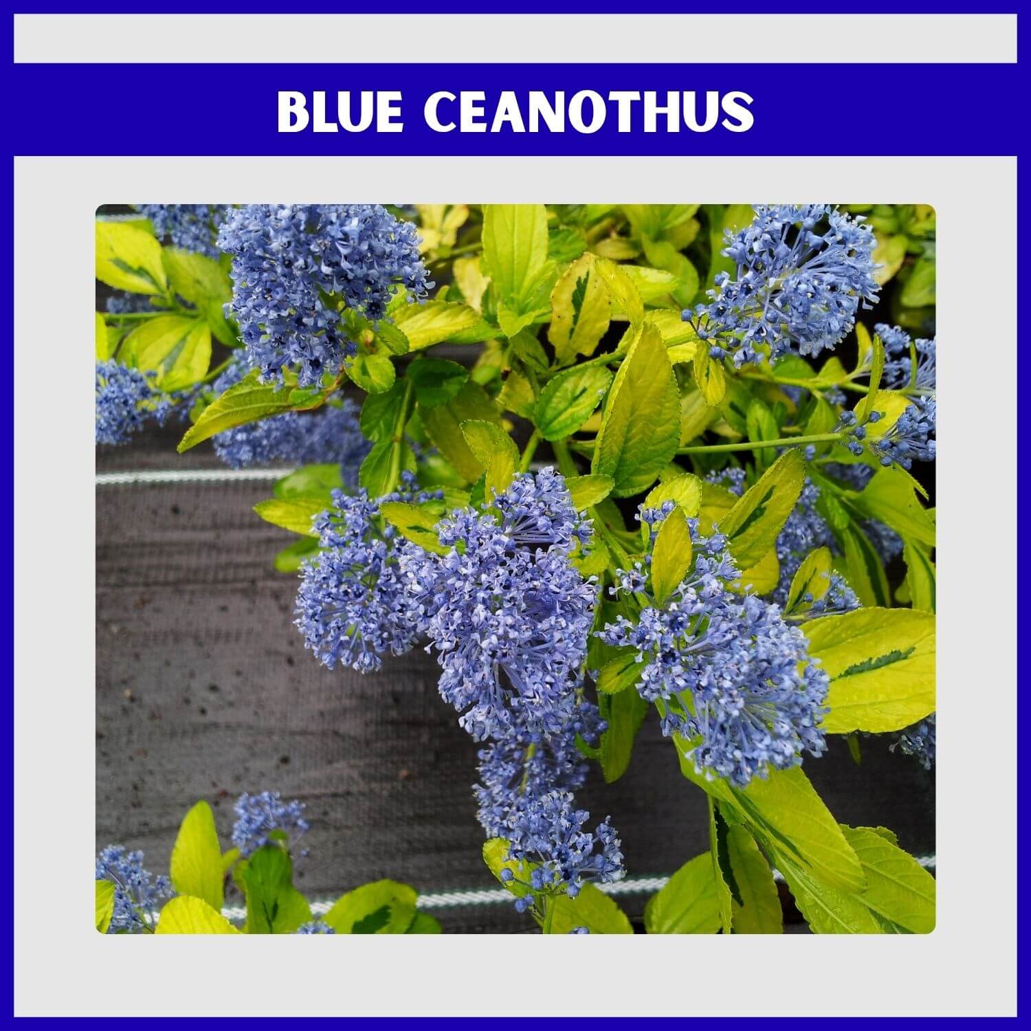 'Dark Star' Ceanothus, one of the best evergreen flowering shrubs, with cobalt blue blooms