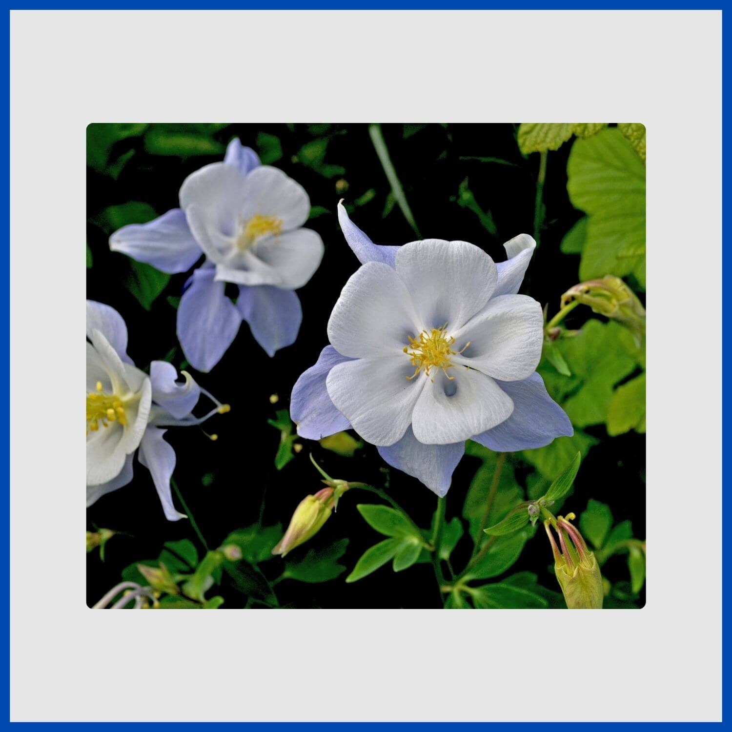nodding blue columbine flowers with unique spurred petals
