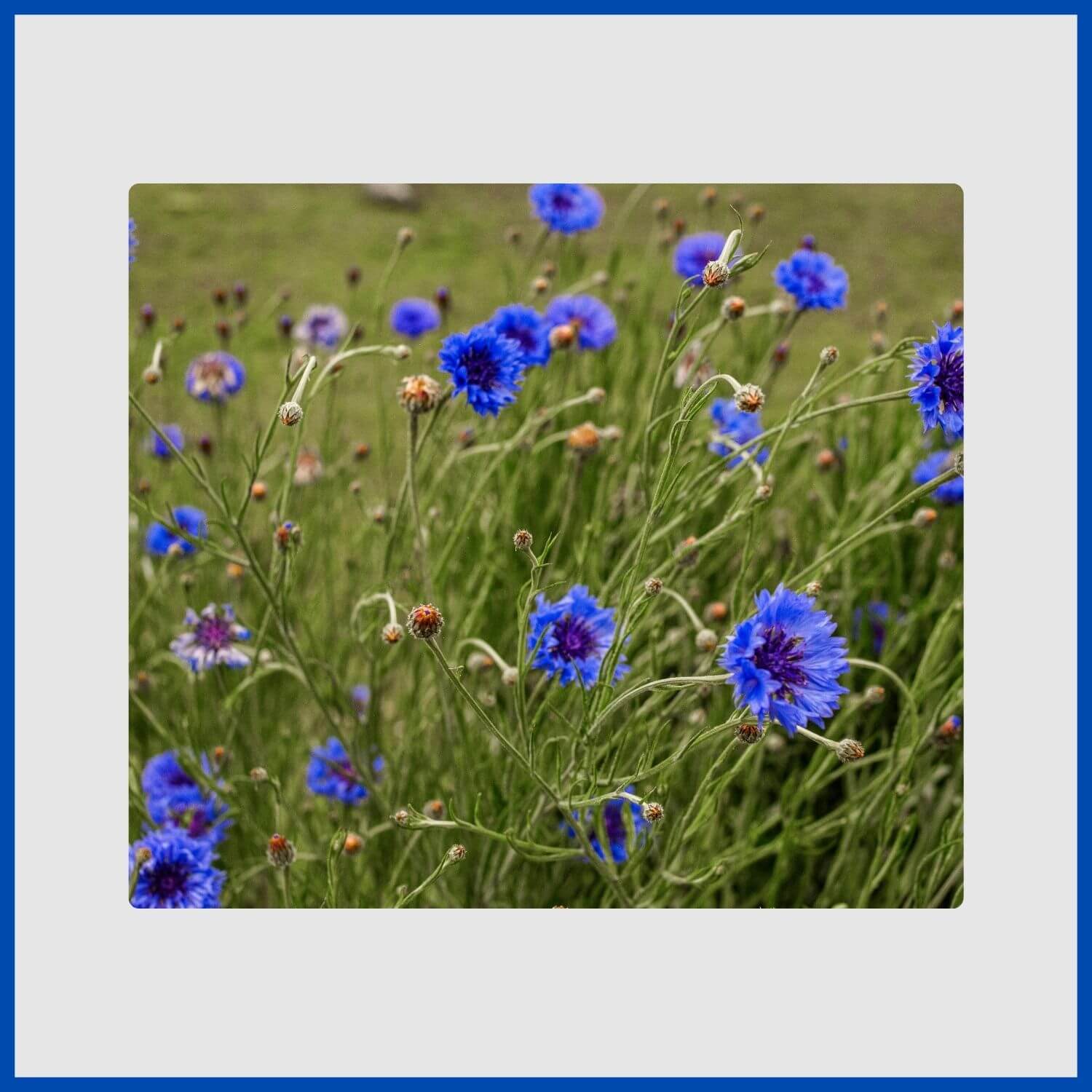 cluster of blue cornflowers with fringed petals