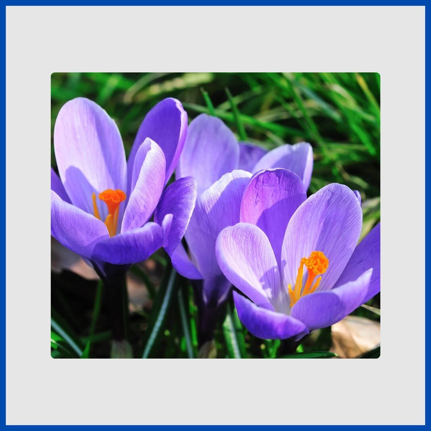 blue crocus flowers blooming through early spring soil