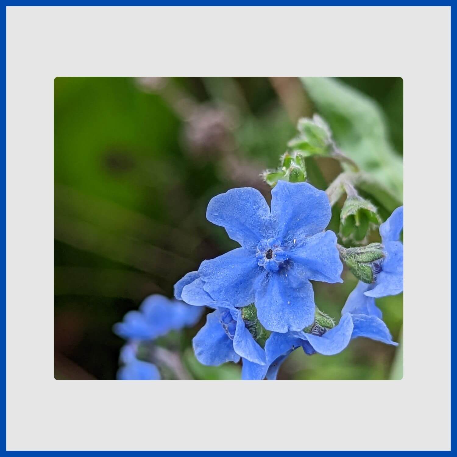 Sprays of blue cynoglossum flowers, resembling large forget-me-nots