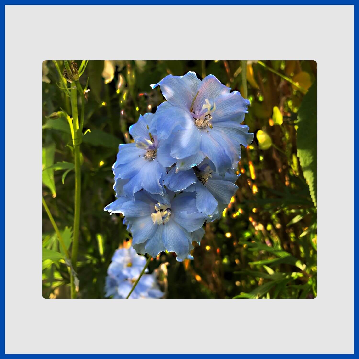 Tall spikes of intense blue delphinium flowers in a cottage garden