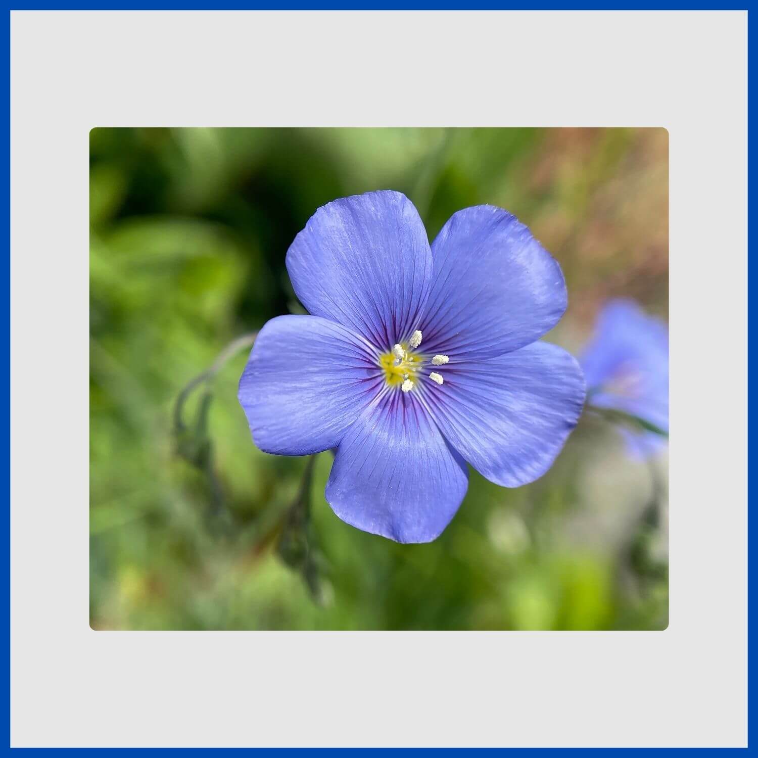 Delicate, sky-blue flax flower, waving stems