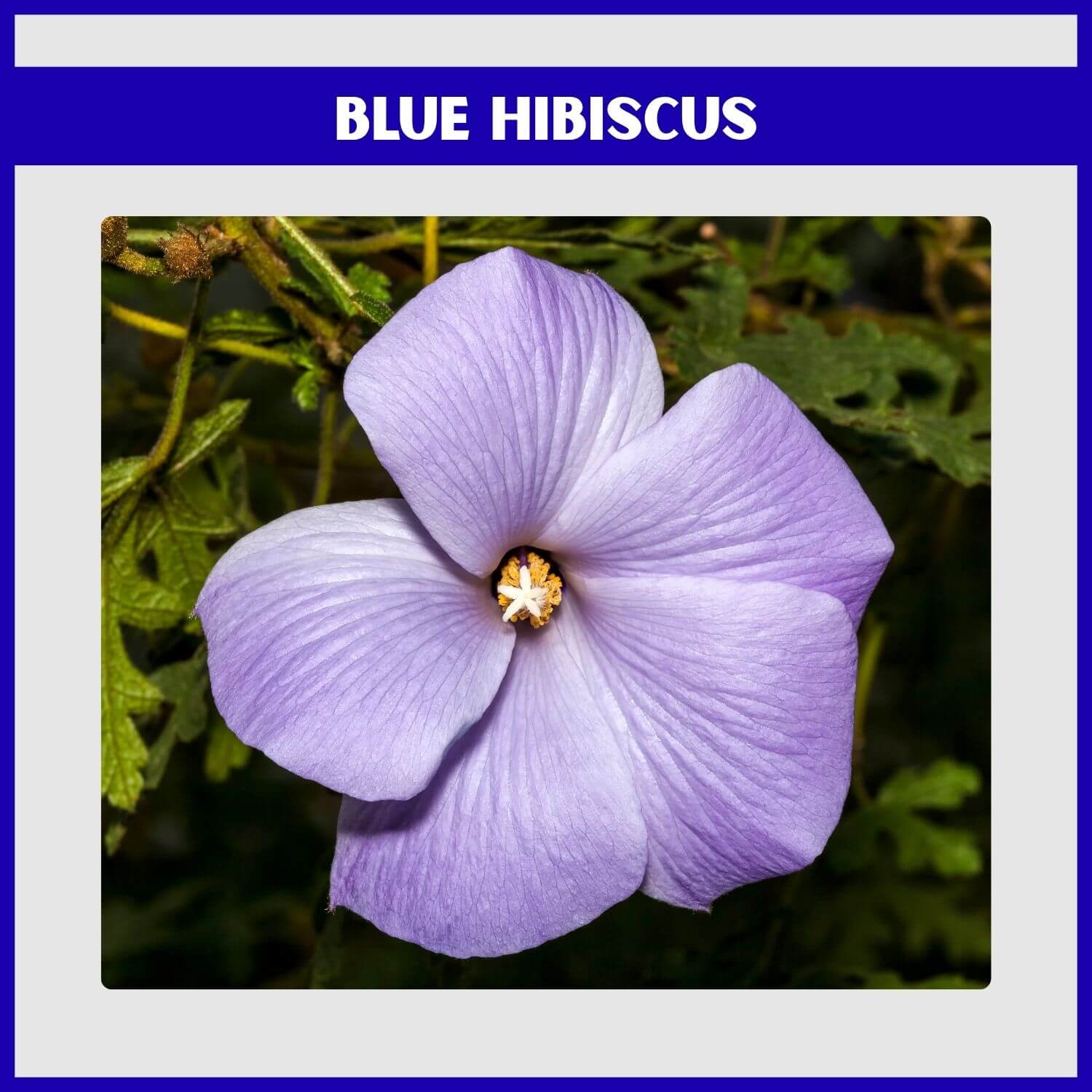 The vibrant, violet-blue flower of an Australian Blue Hibiscus shrub