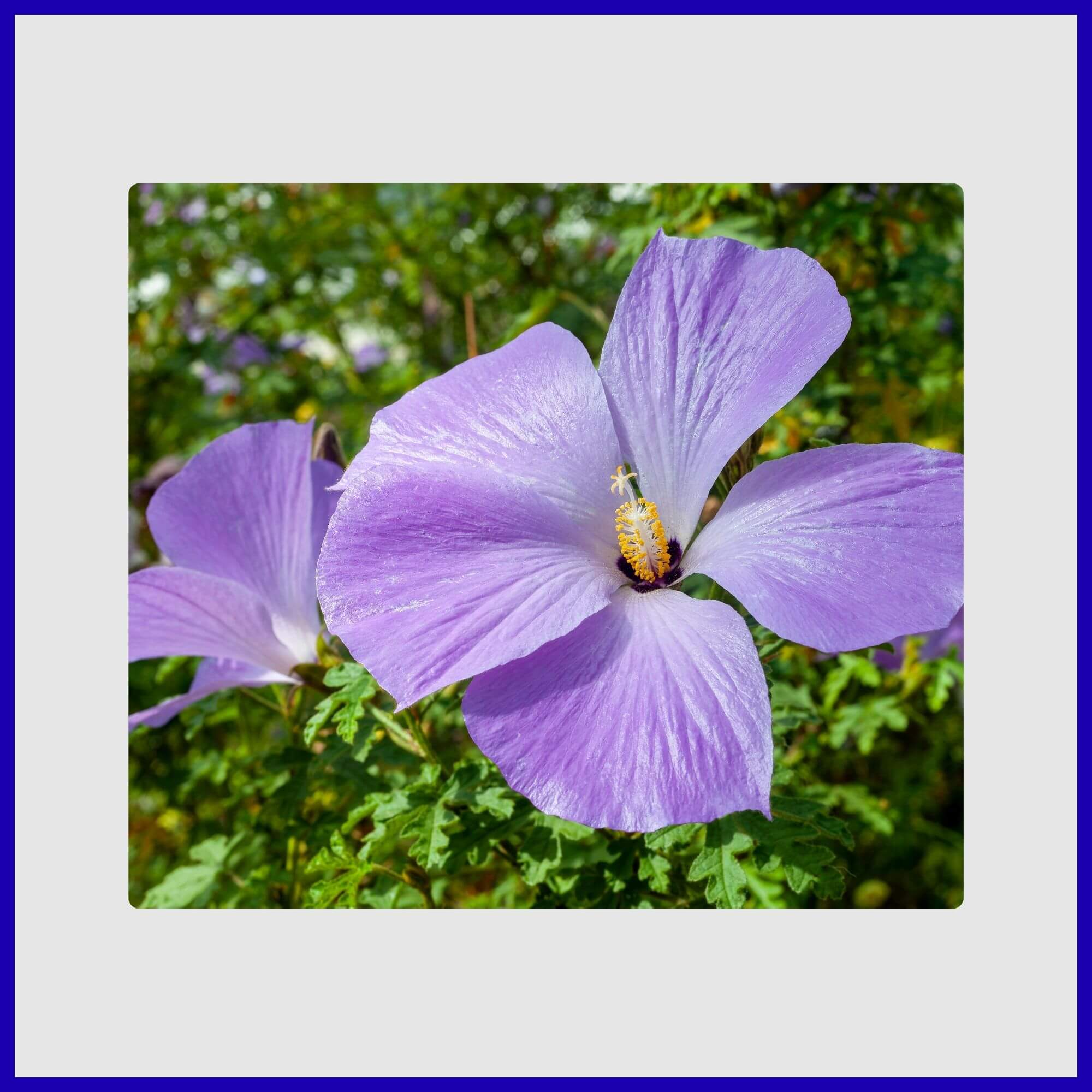 Blue Hibiscus tree producing continuous blue-purple hibiscus flowers