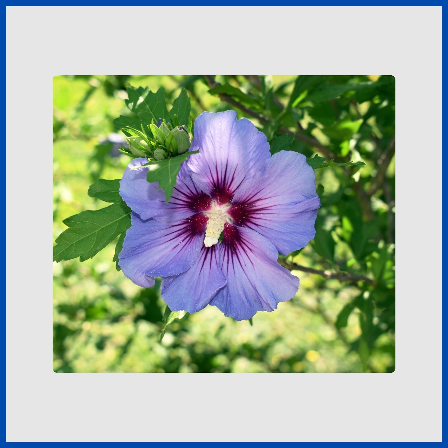 A large, tropical-looking blue flower on a hibiscus shrub
