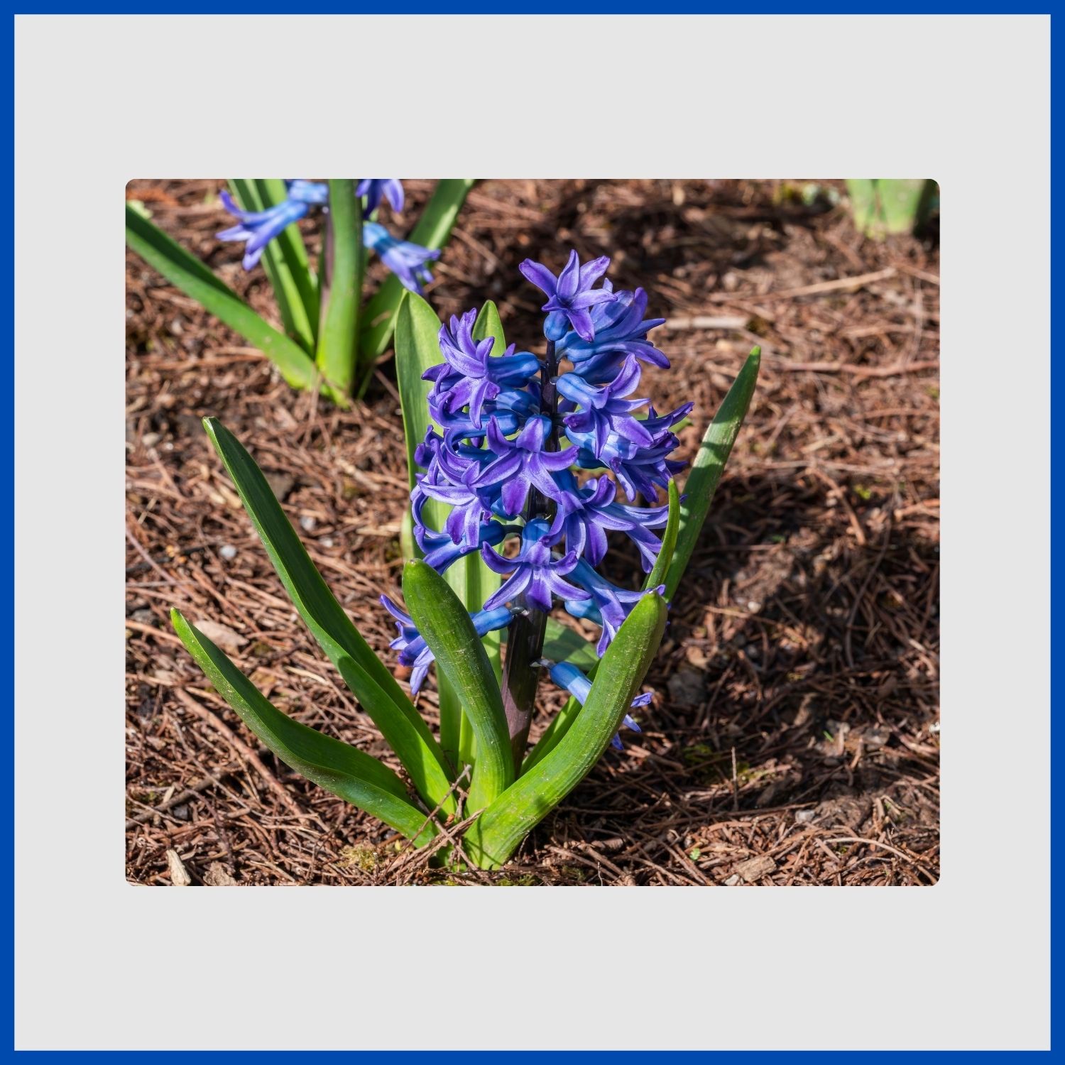 A dense spike of fragrant, star-shaped blue hyacinth flowers