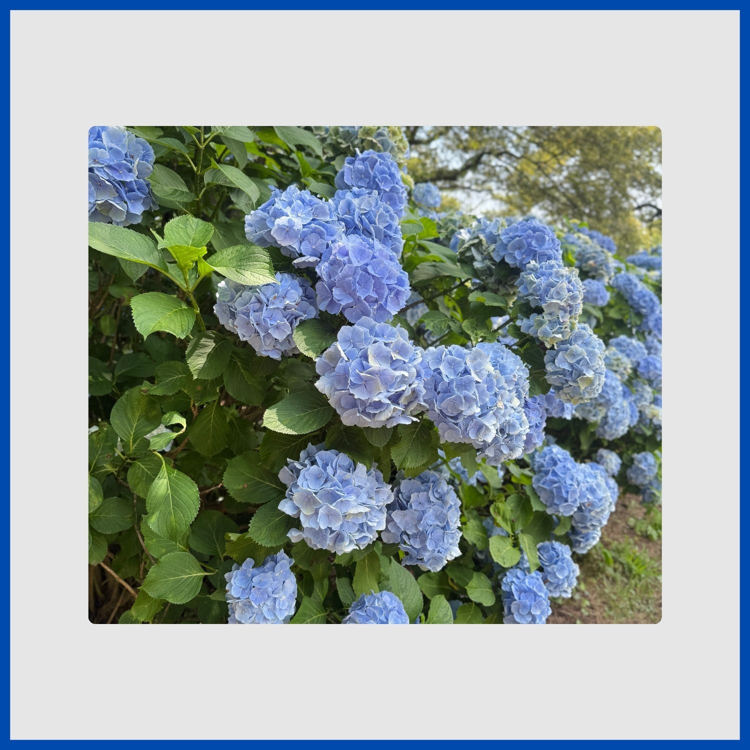 A cluster of large, showy blue hydrangea flowers on a green shrub
