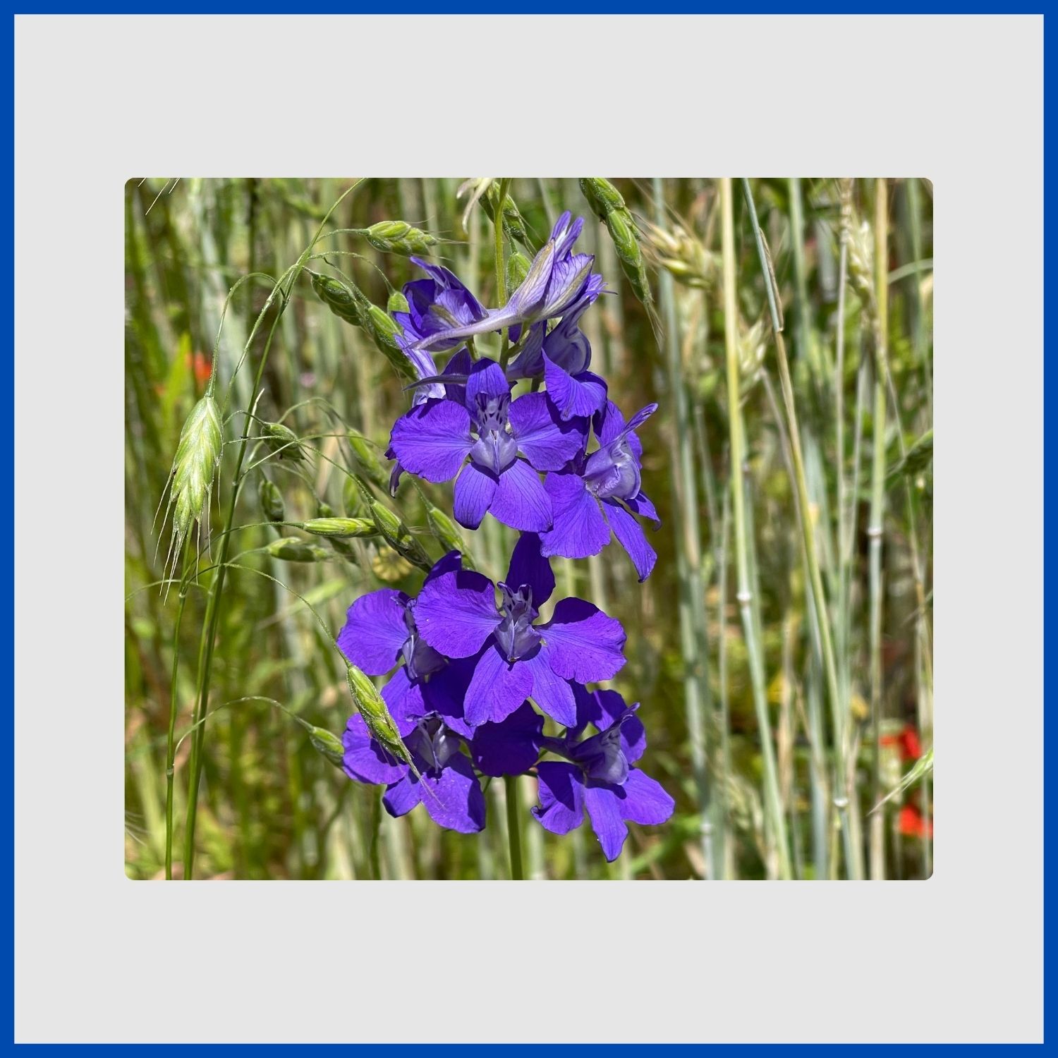 A tall spike of blue larkspur flowers, a classic cottage garden annual