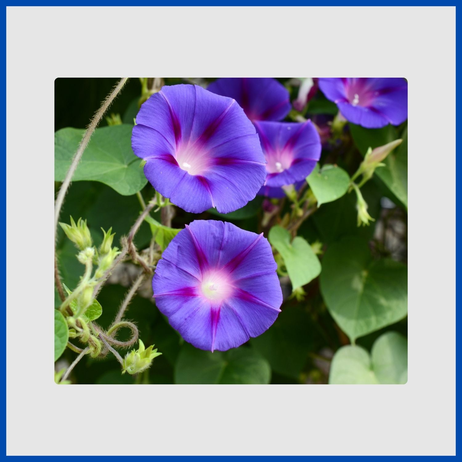 vibrant blue morning glory flowers unfurling on a climbing vine