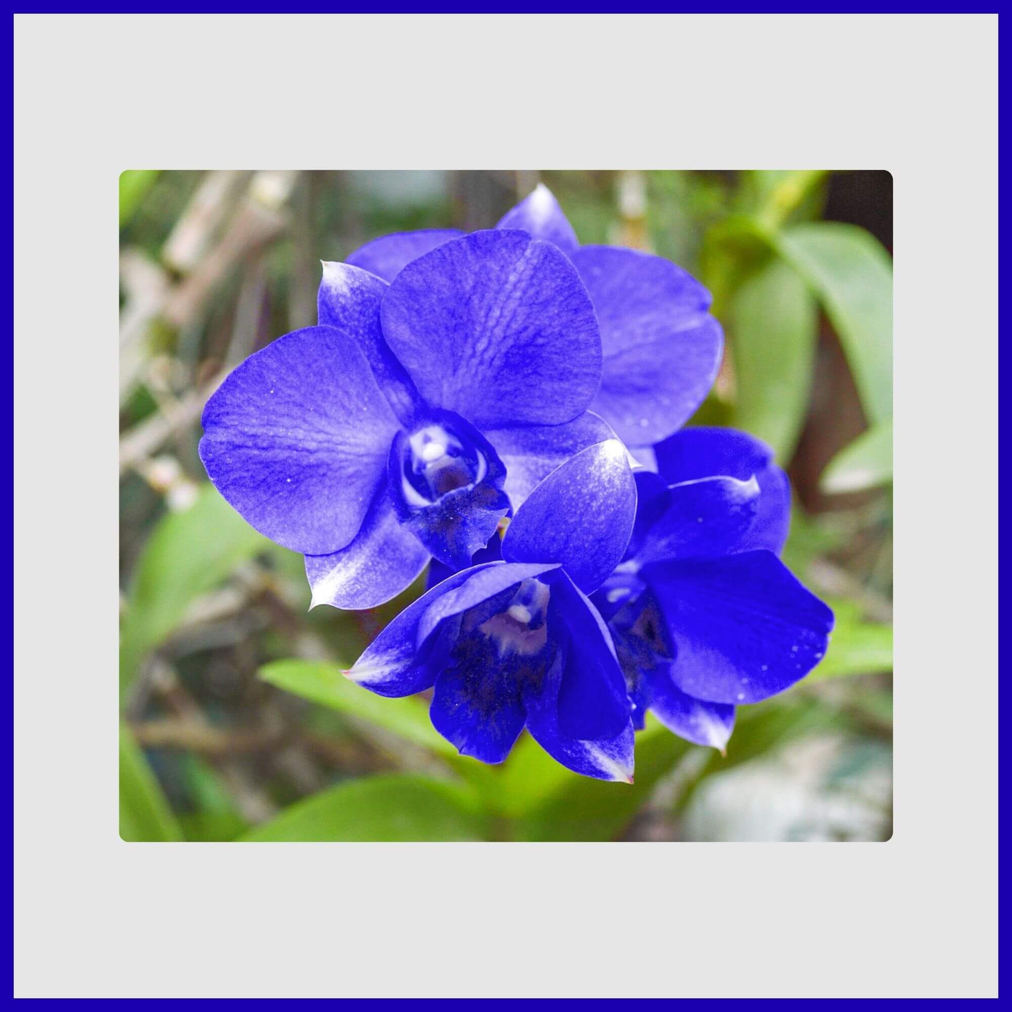 Blue Orchid Tree with spectacular purple-blue flowers resembling orchids