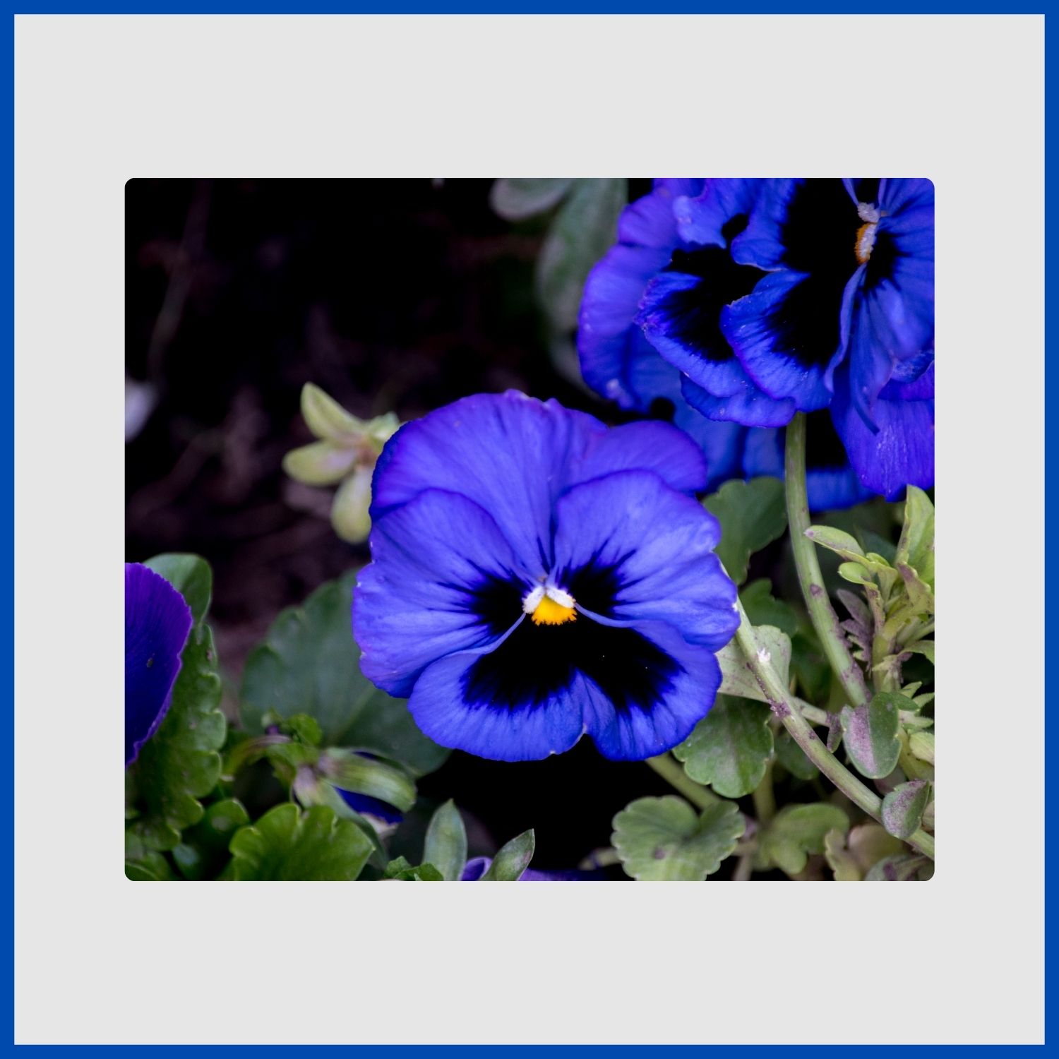 A velvety blue pansy flower with dark center