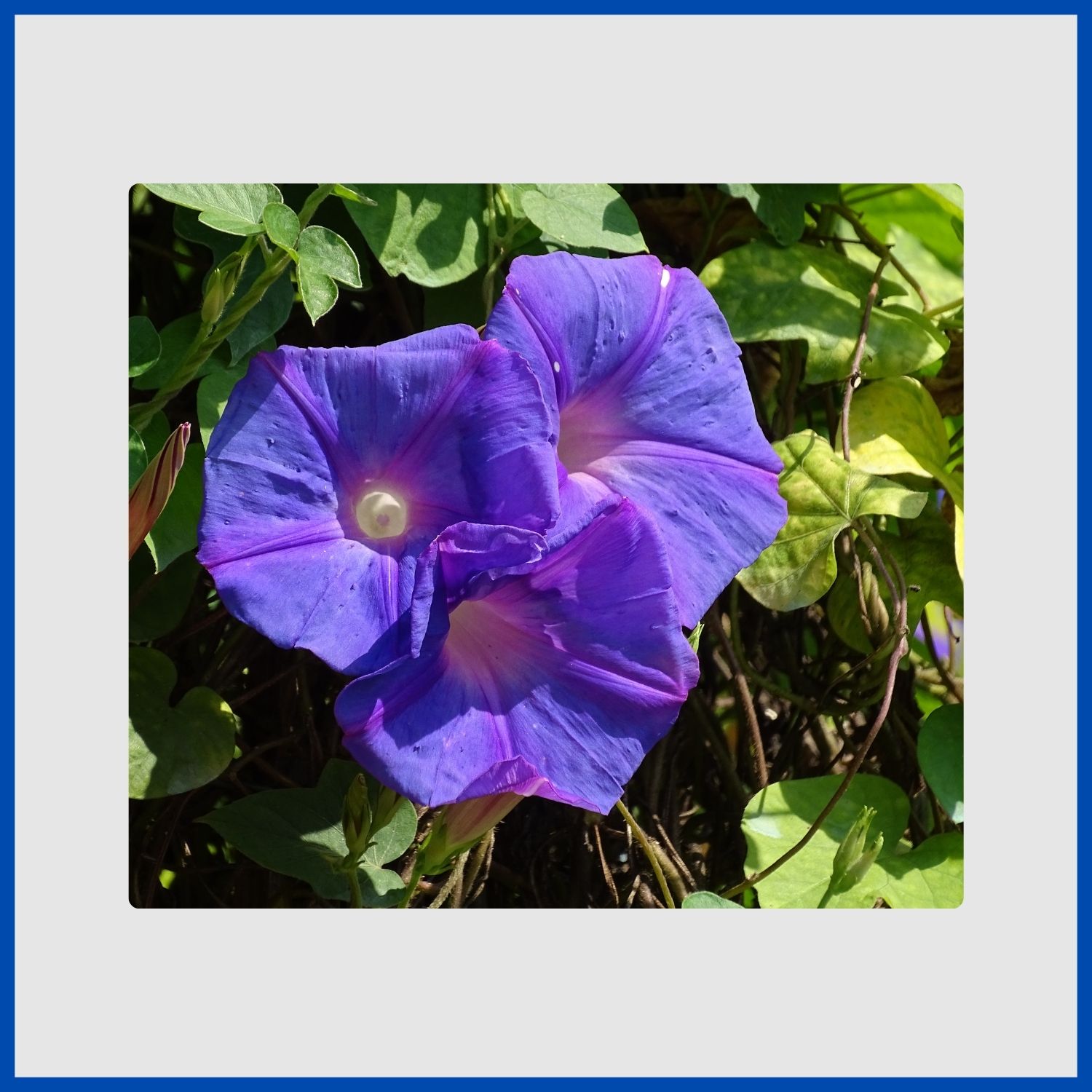 Vibrant blue petunia flowers with a trumpet shape