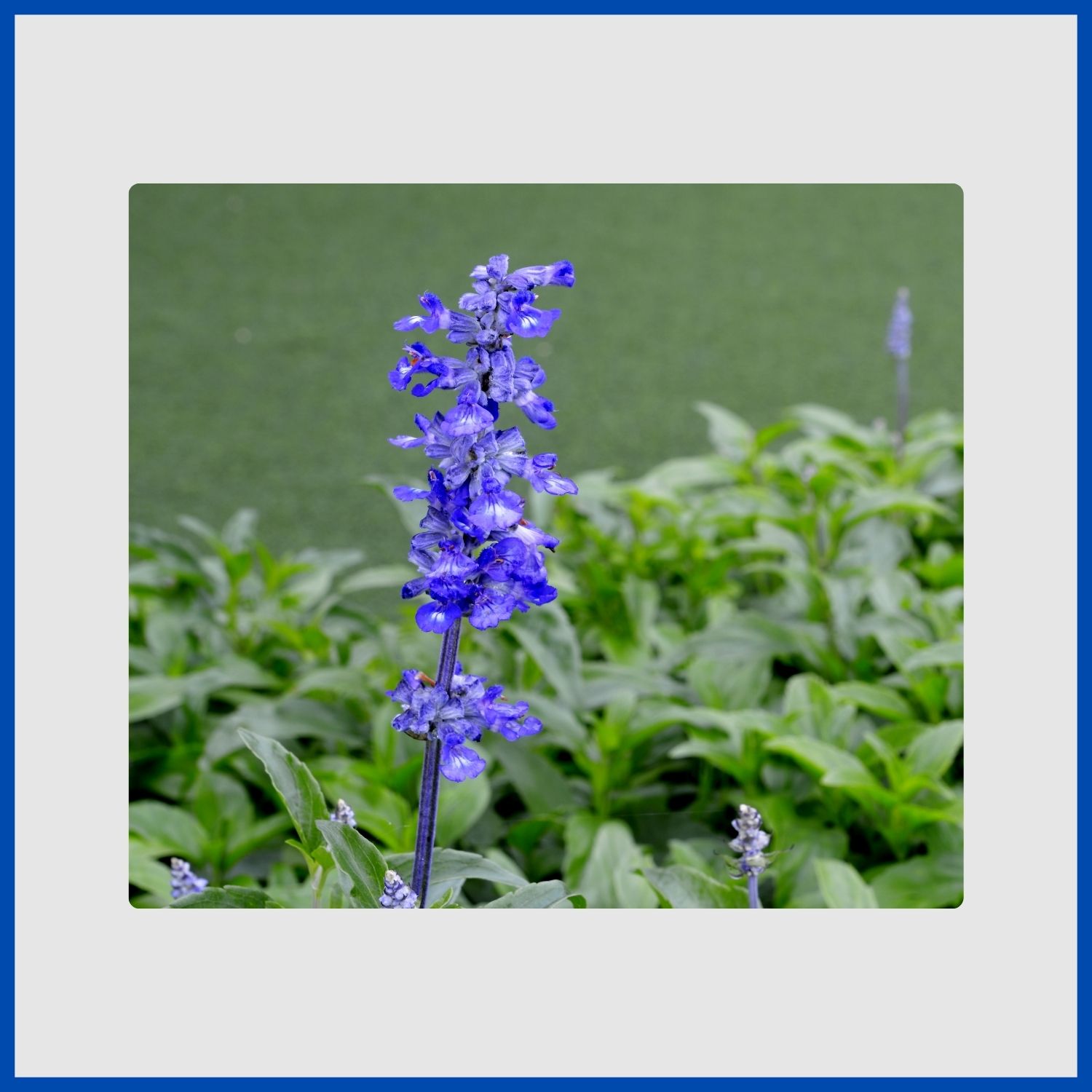 Dense spikes of violet-blue salvia flowers attracting a bee