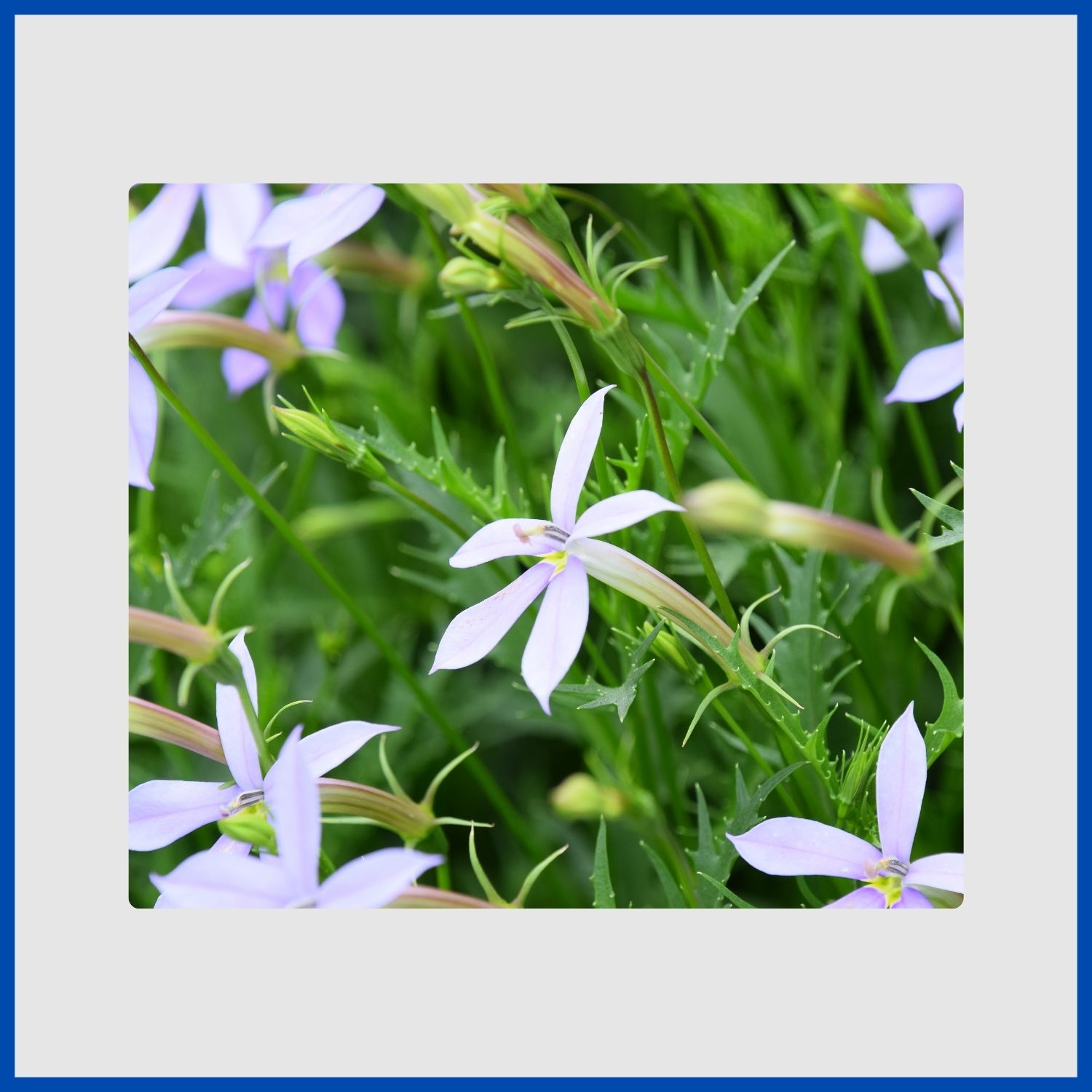 A low-growing mat of blue star creeper with tiny, star-shaped flowers