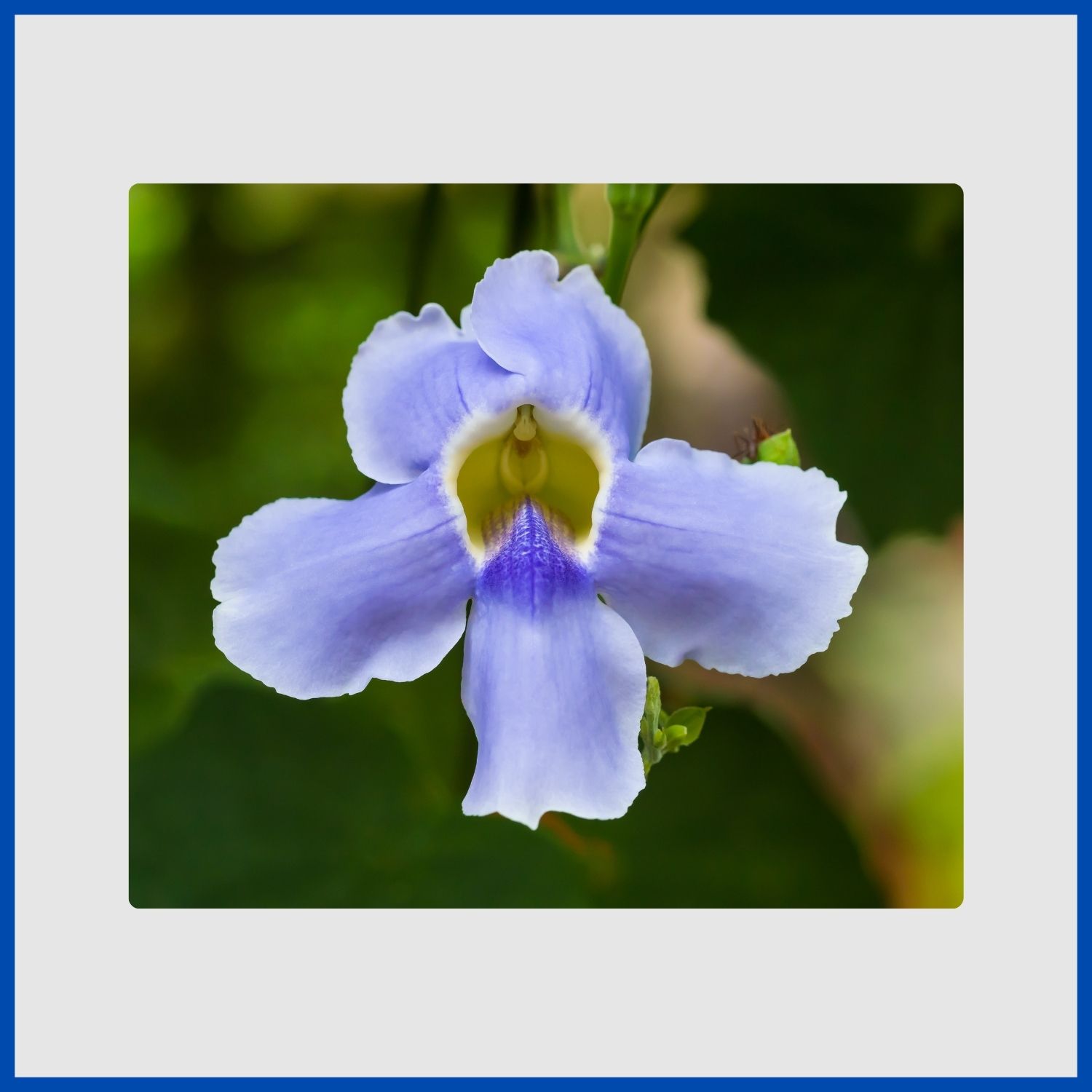 A large, flaring blue flower of the thunbergia trumpet vine